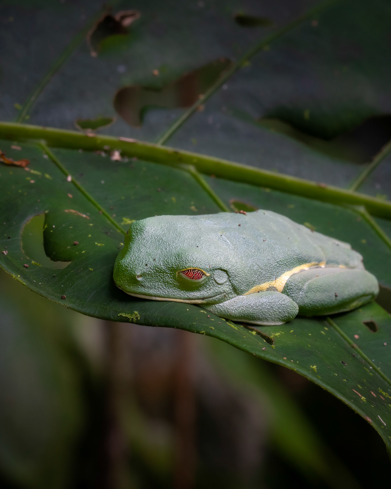 Red-eyed tree frog | © Kenneth Vargas
