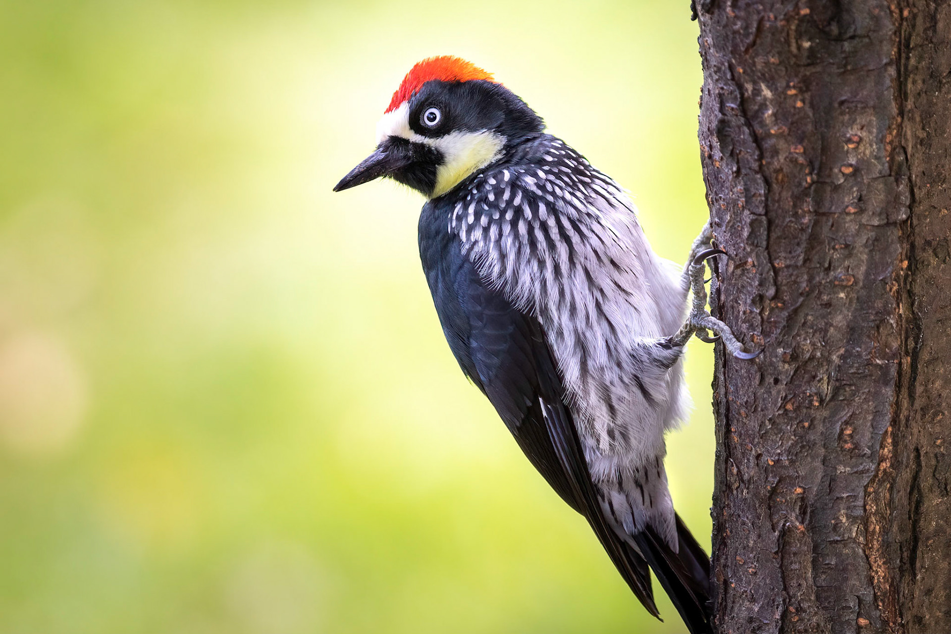 Acorn woddpecker | © Kenneth Vargas