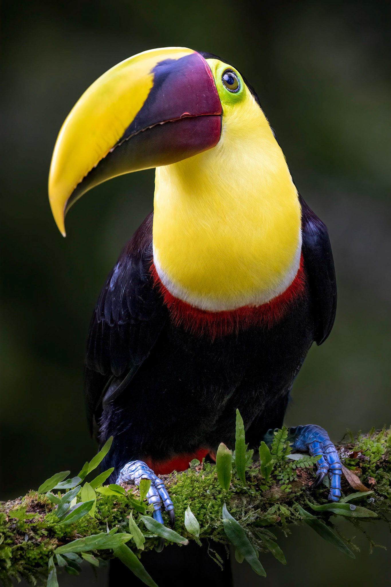 Yellow-Throated toucan| © Kenneth Vargas