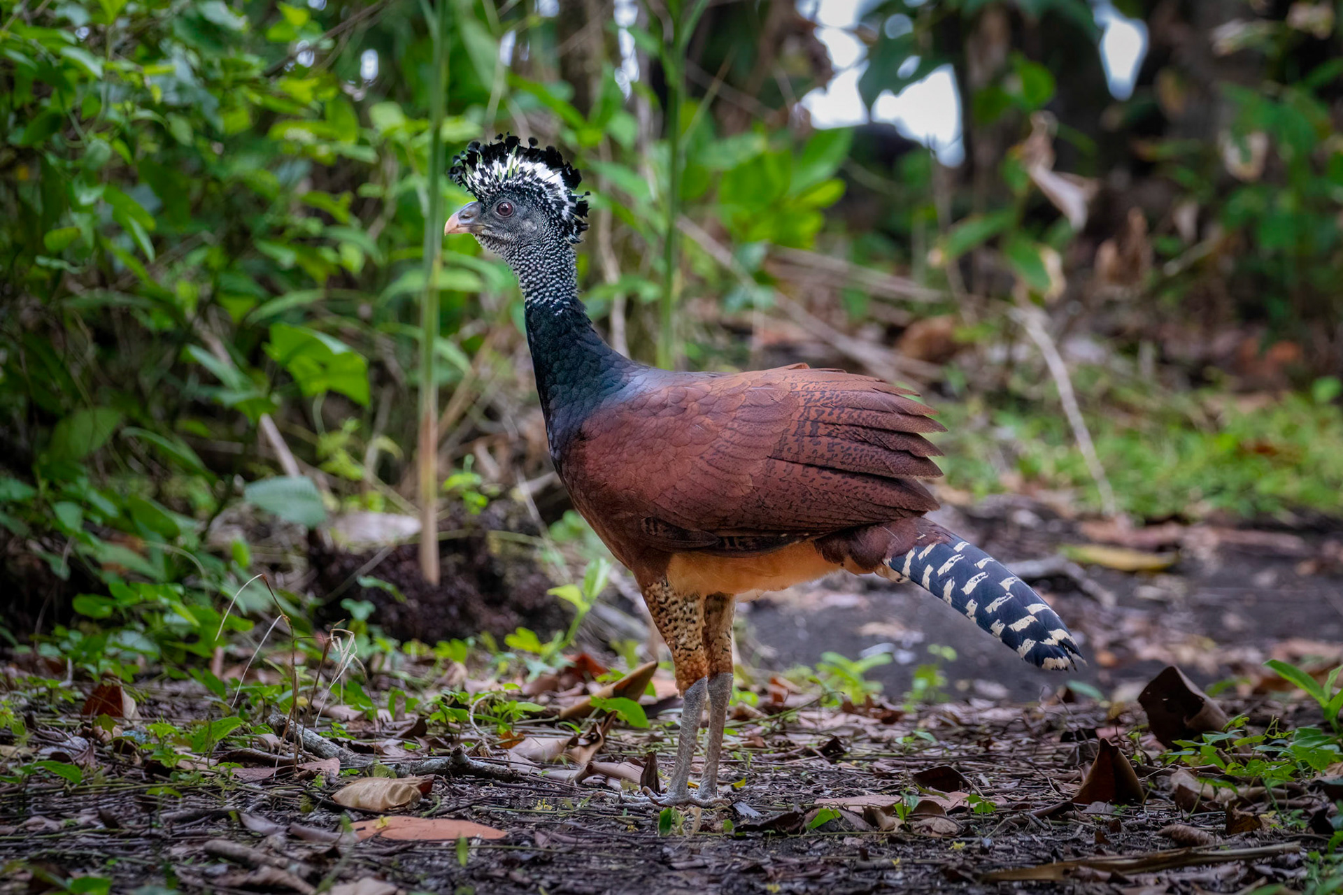 Great Curassaw | © Kenneth Vargas