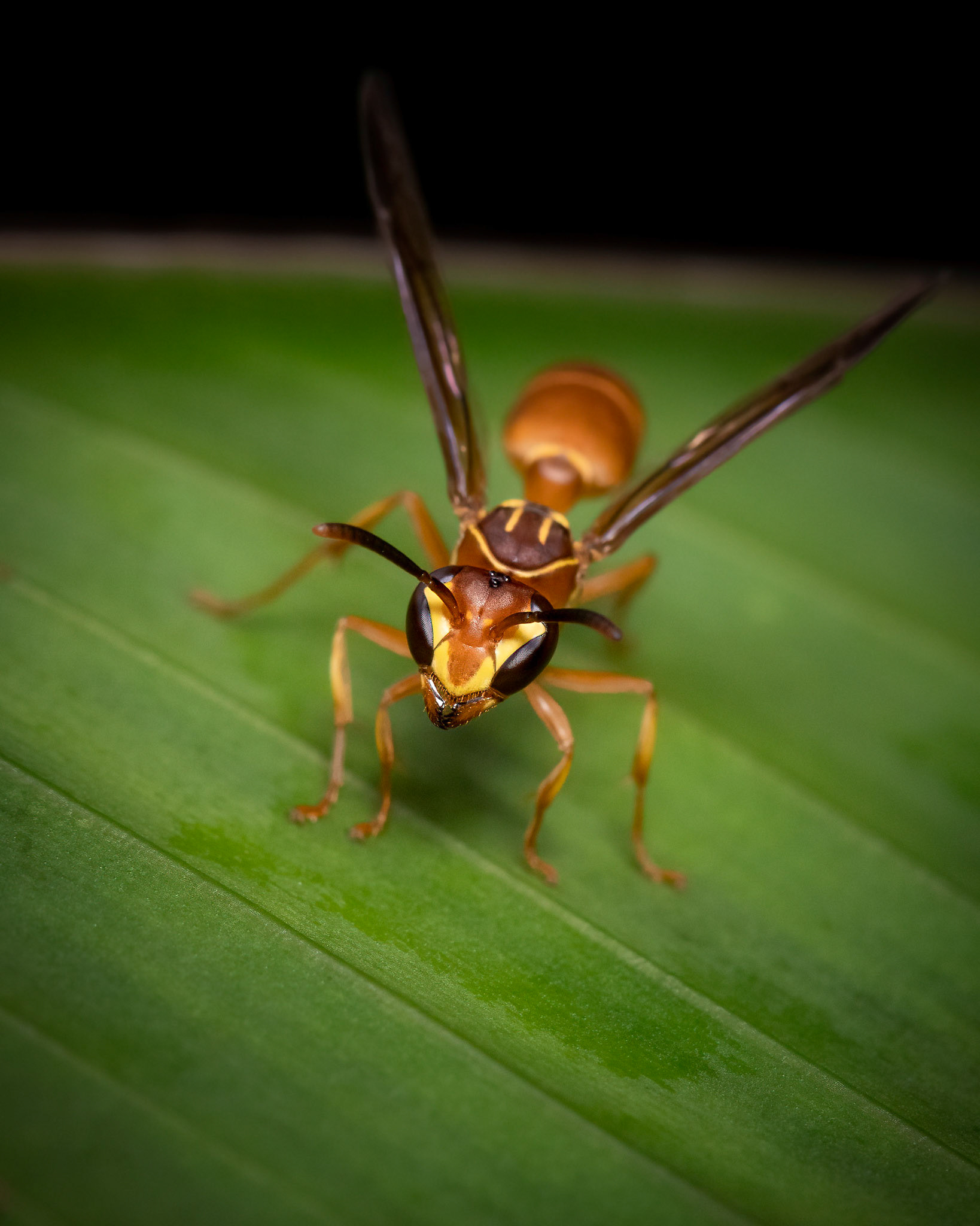 Polybia nidulatrix | © Kenneth Vargas