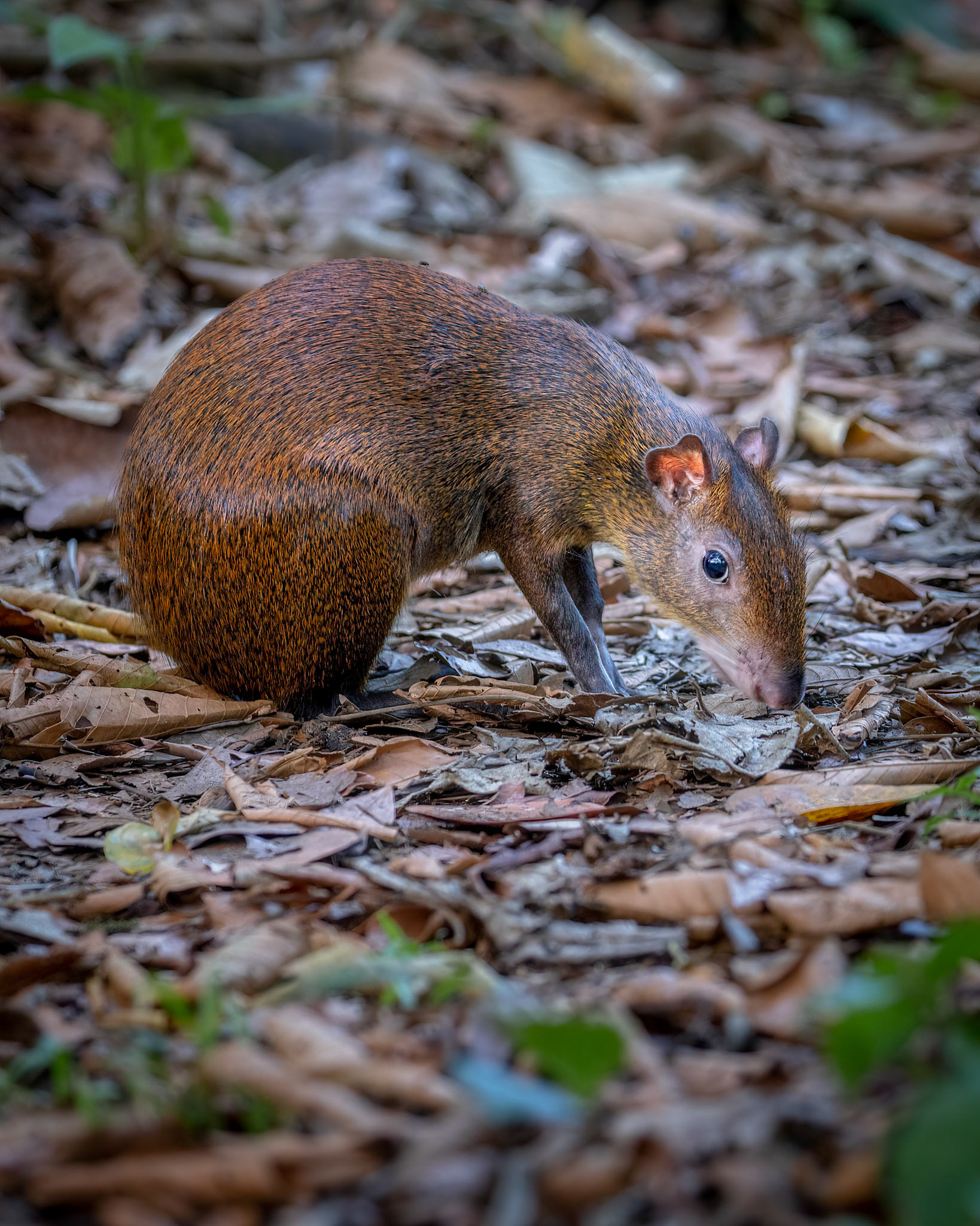Central american agouti | © Kenneth Vargas