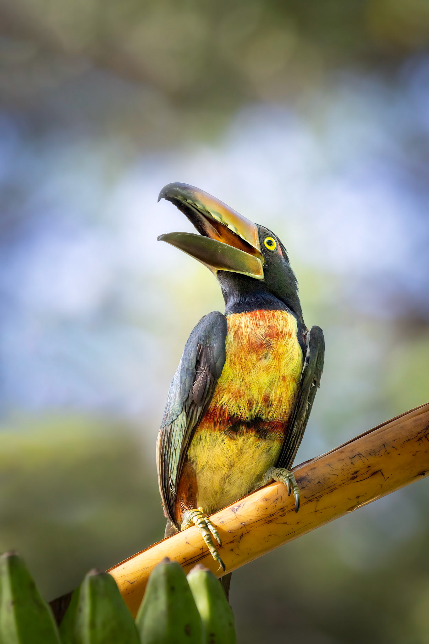 Collared aracari | © Kenneth Vargas