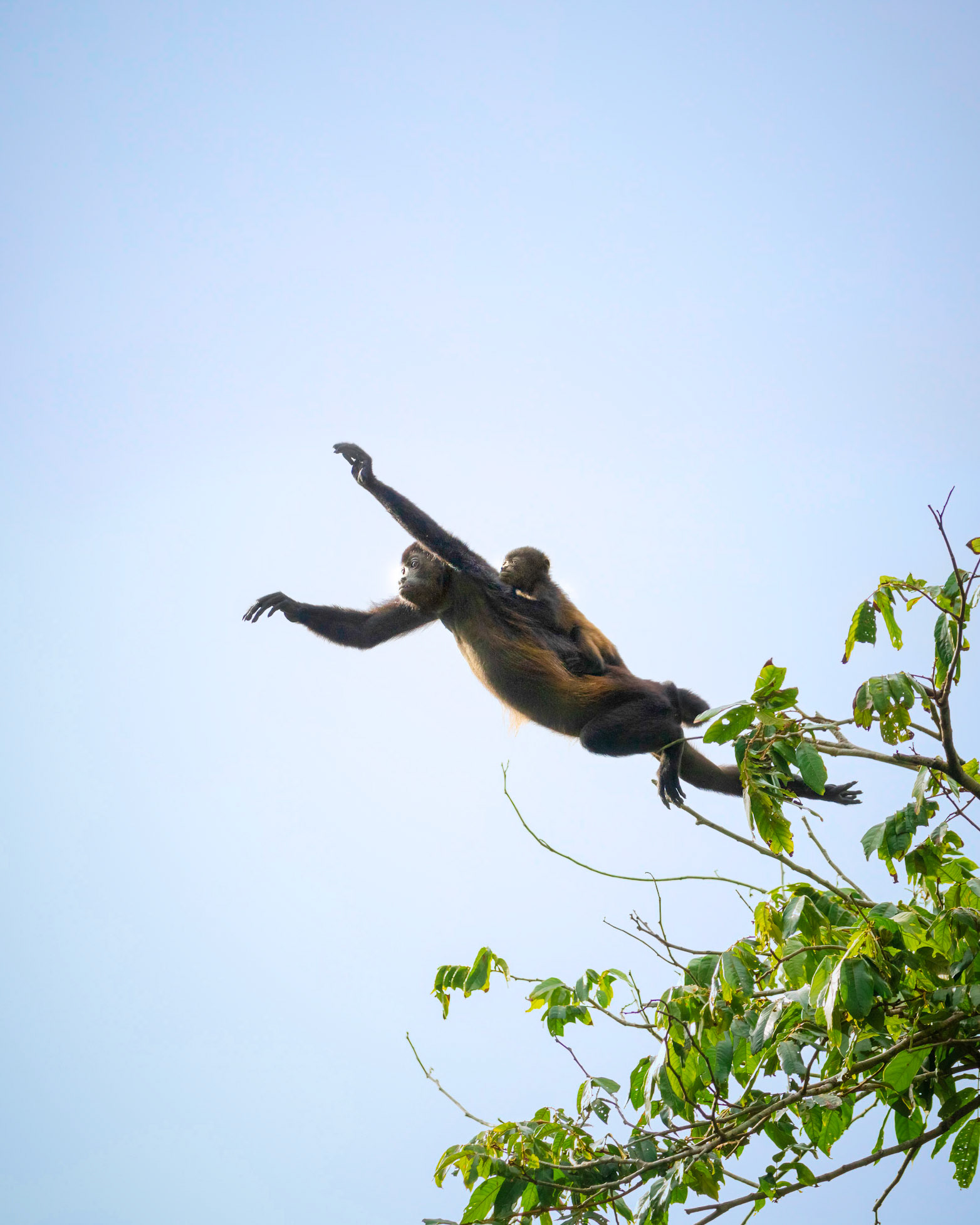 Howler monkey | © Kenneth Vargas