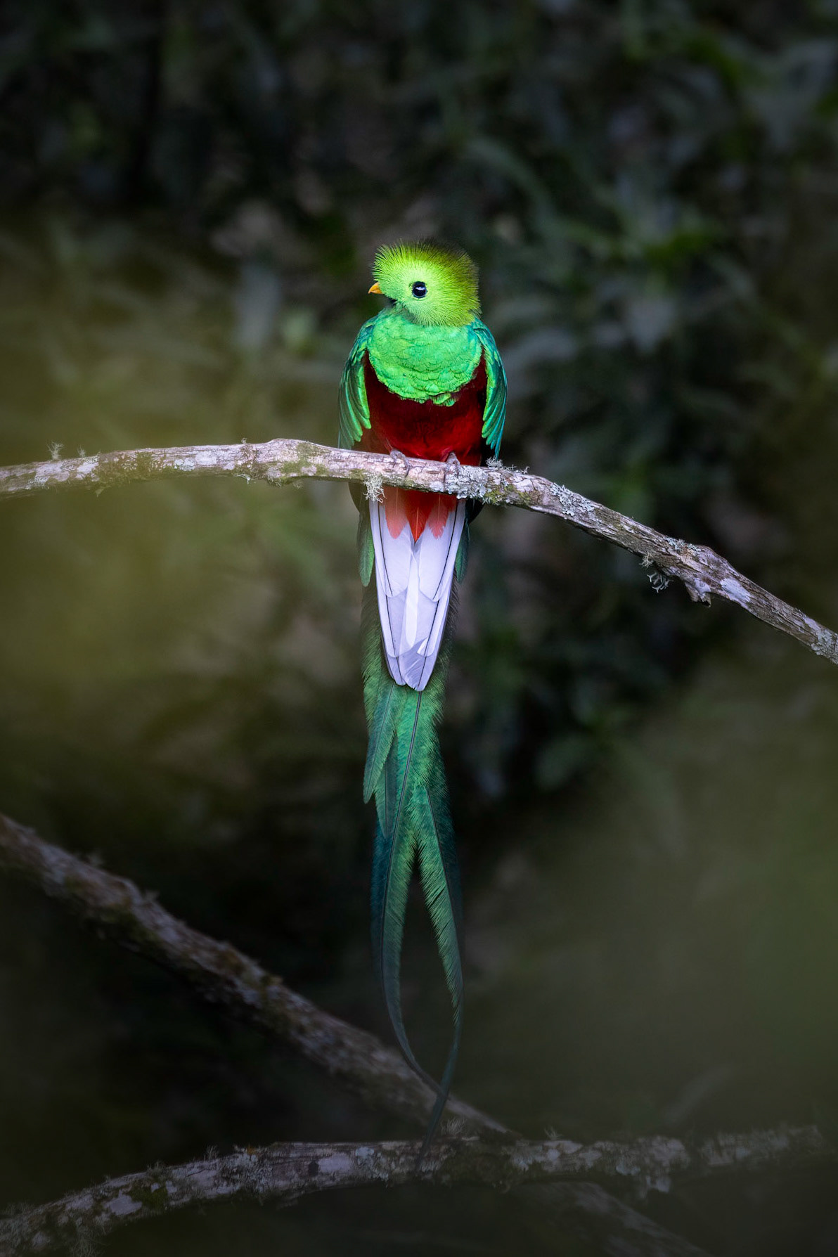 Resplendent quetzal | © Kenneth Vargas