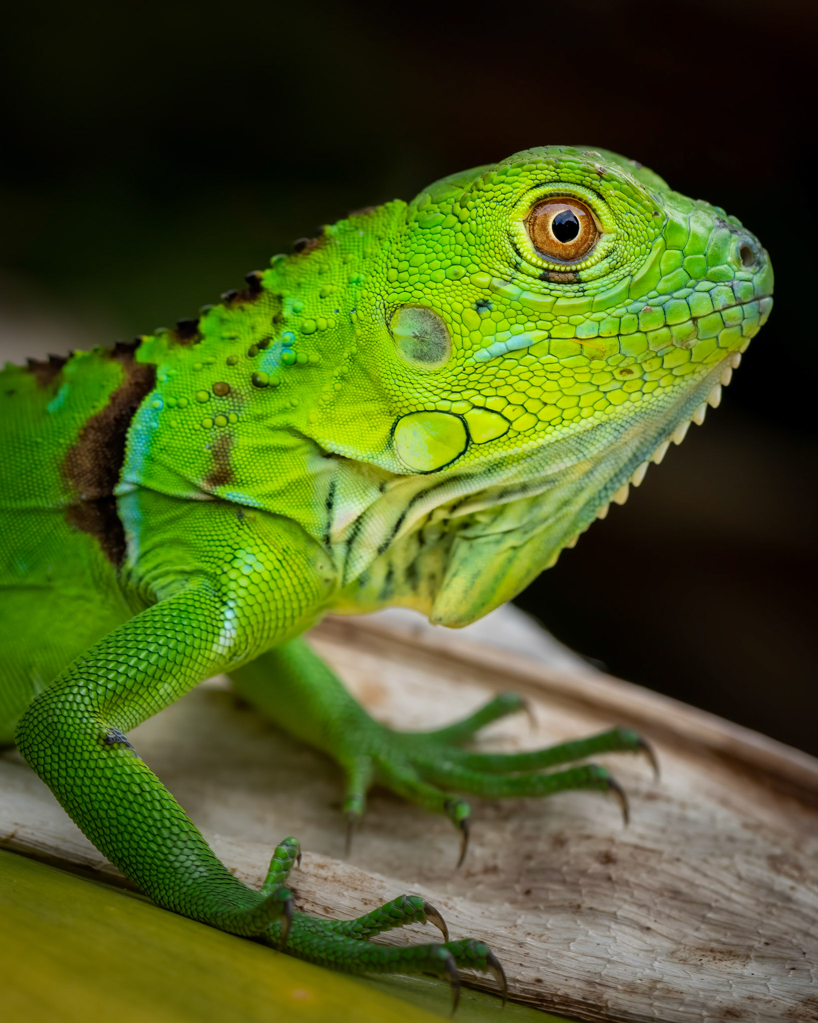 Green iguana | © Kenneth Vargas