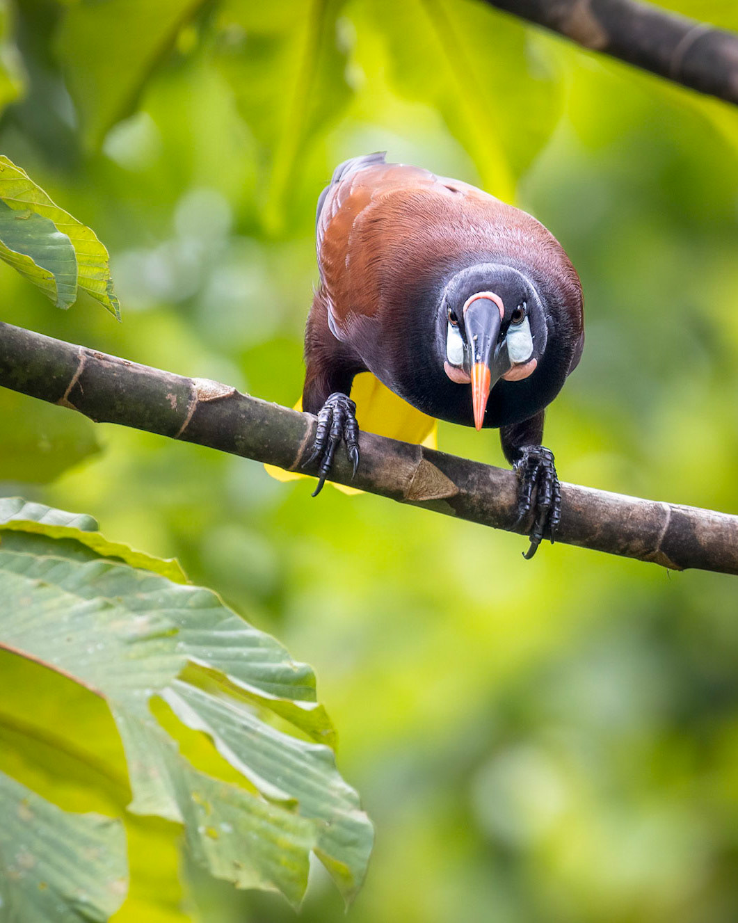 Montezuma oropendola | © Kenneth Vargas