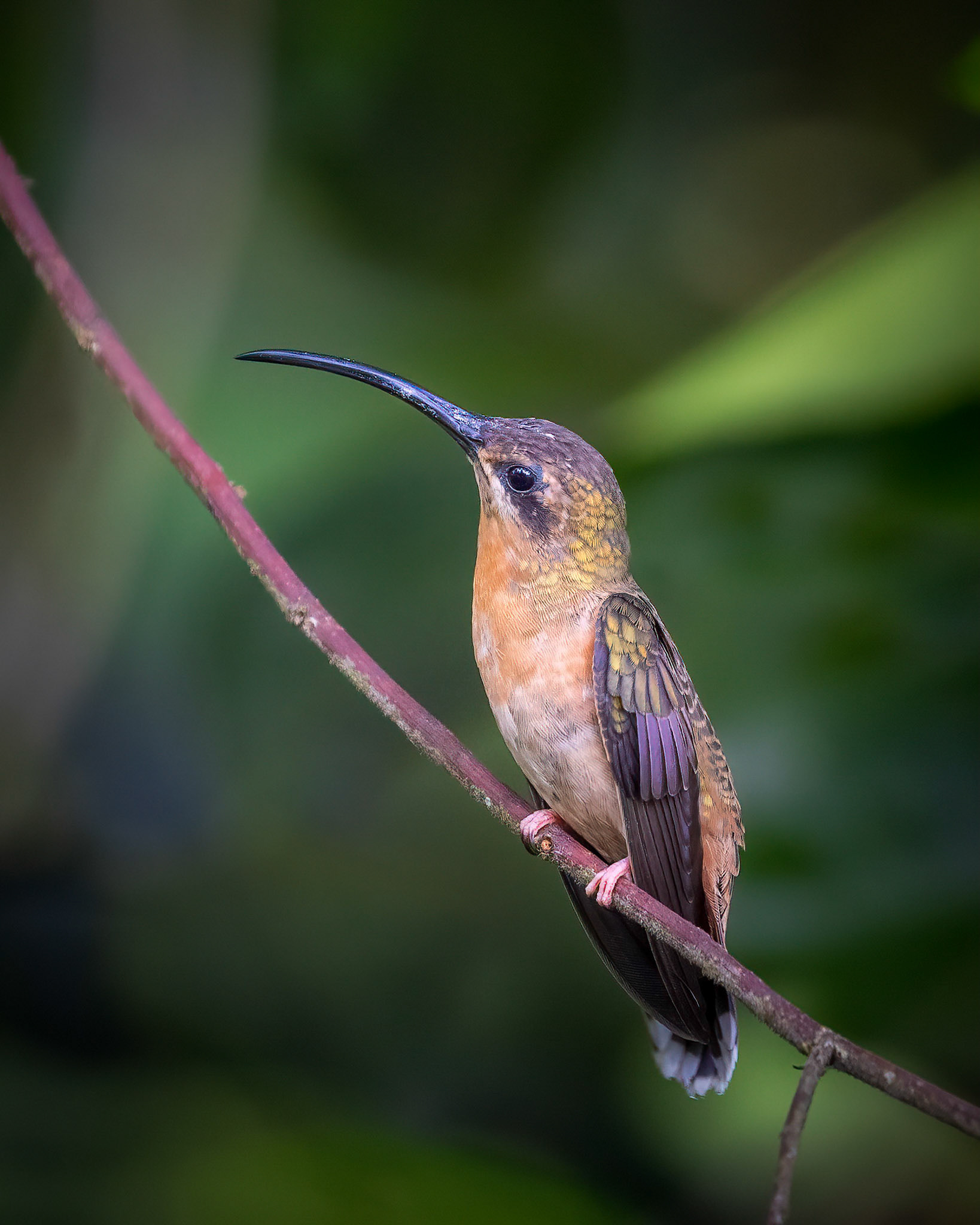 Bronzy hermit | © Kenneth Vargas
