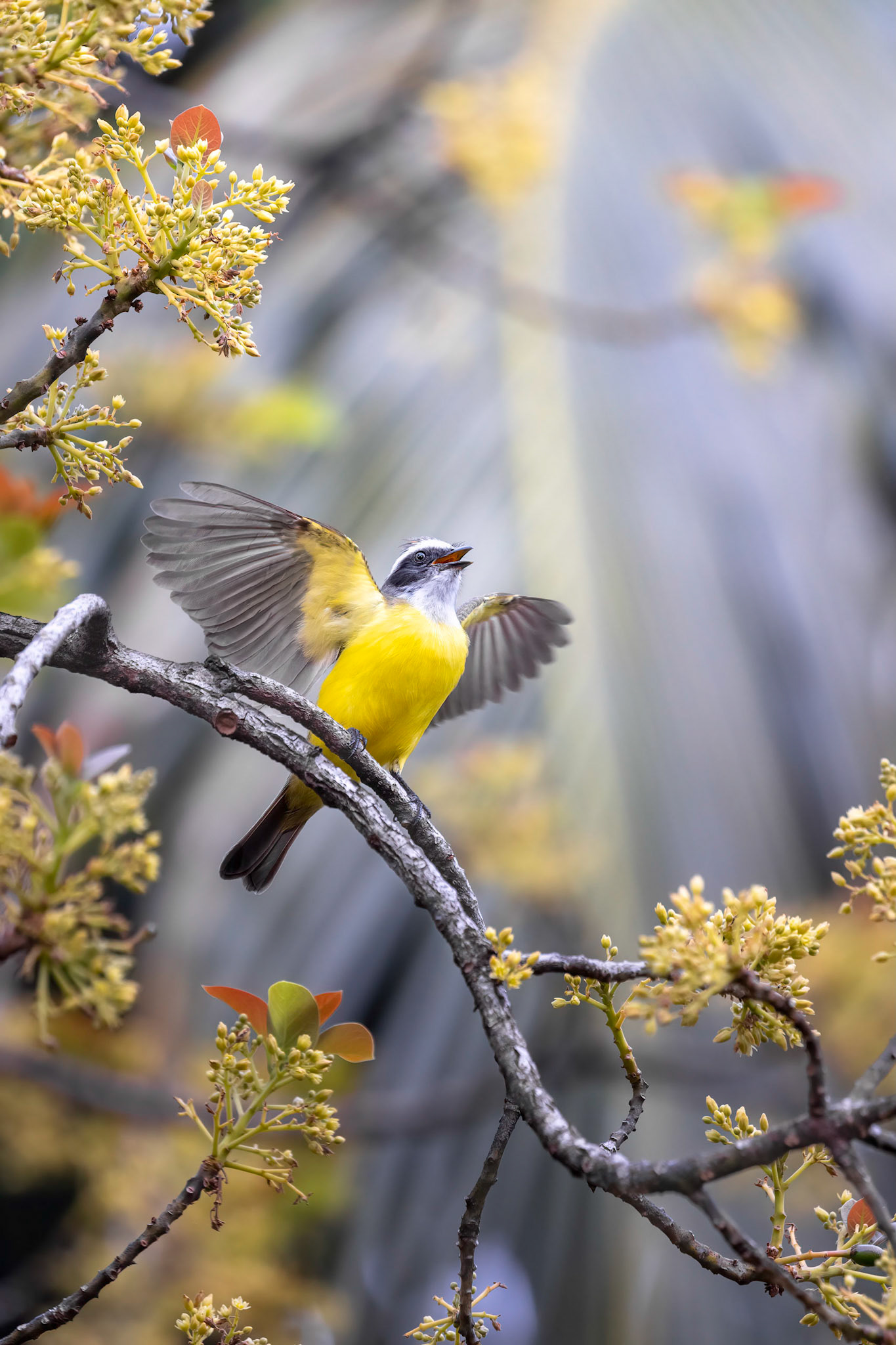 Social flycatcher | © Kenneth Vargas