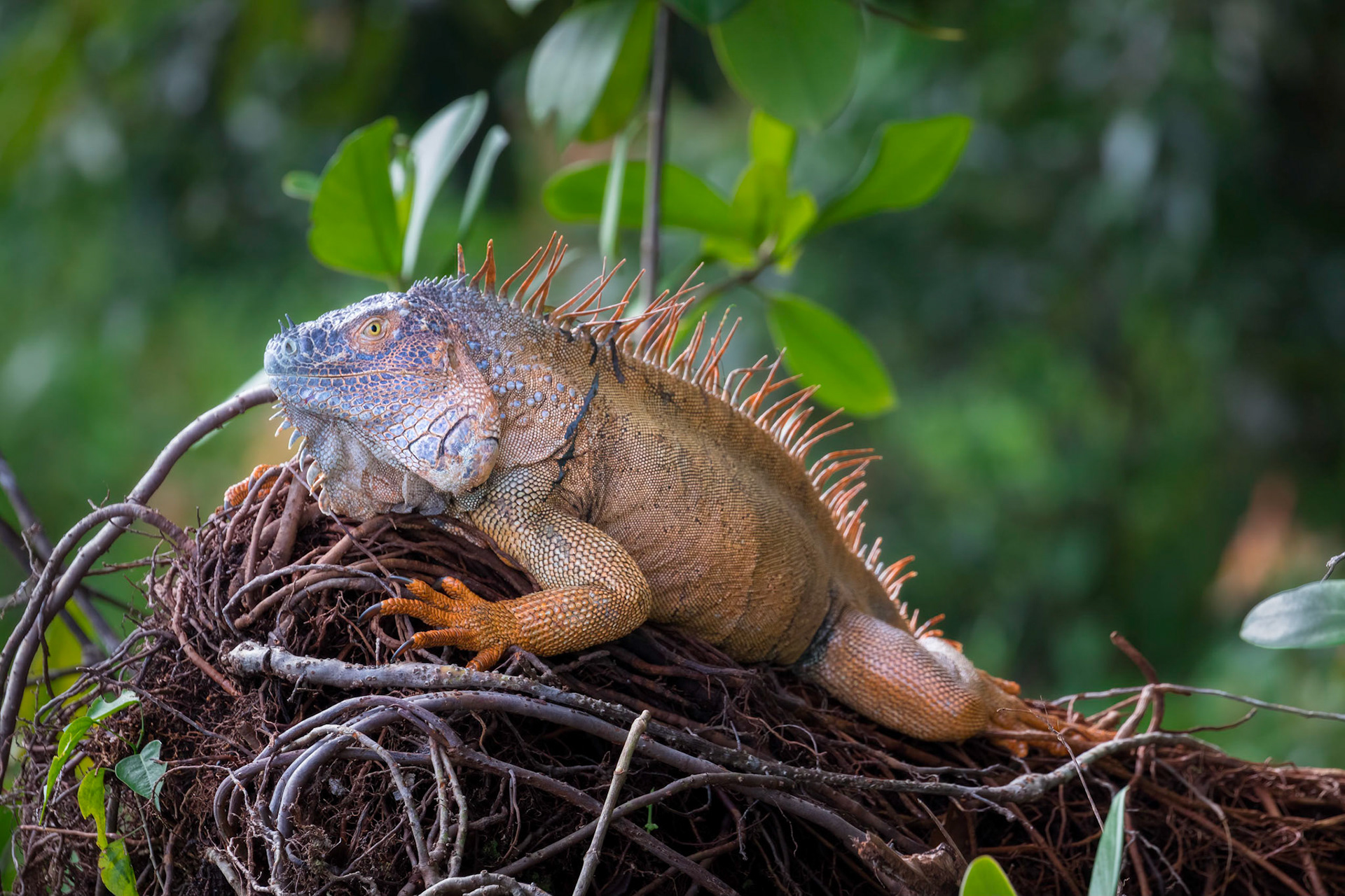 Green iguana | © Kenneth Vargas