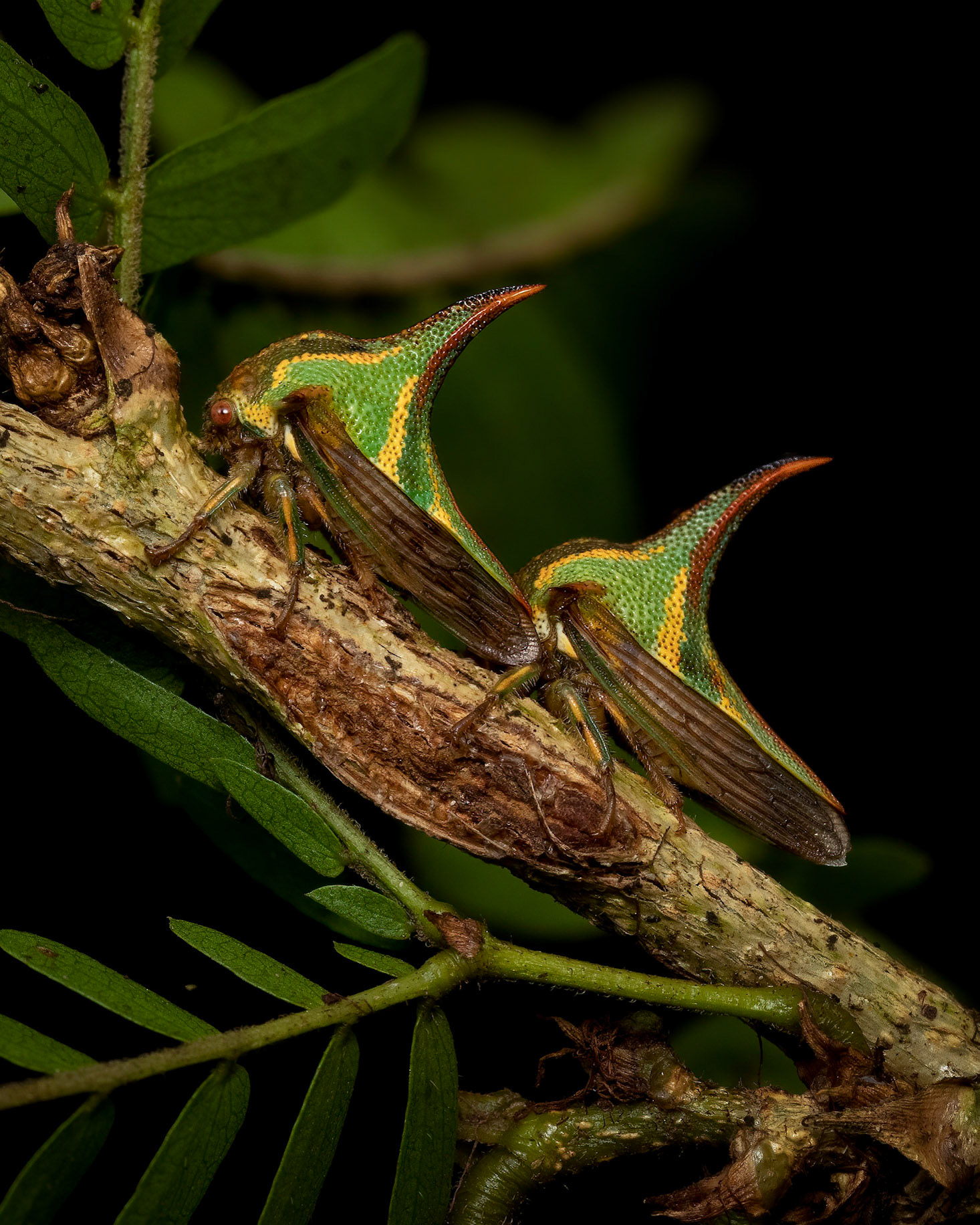 Little devil | © Kenneth Vargas