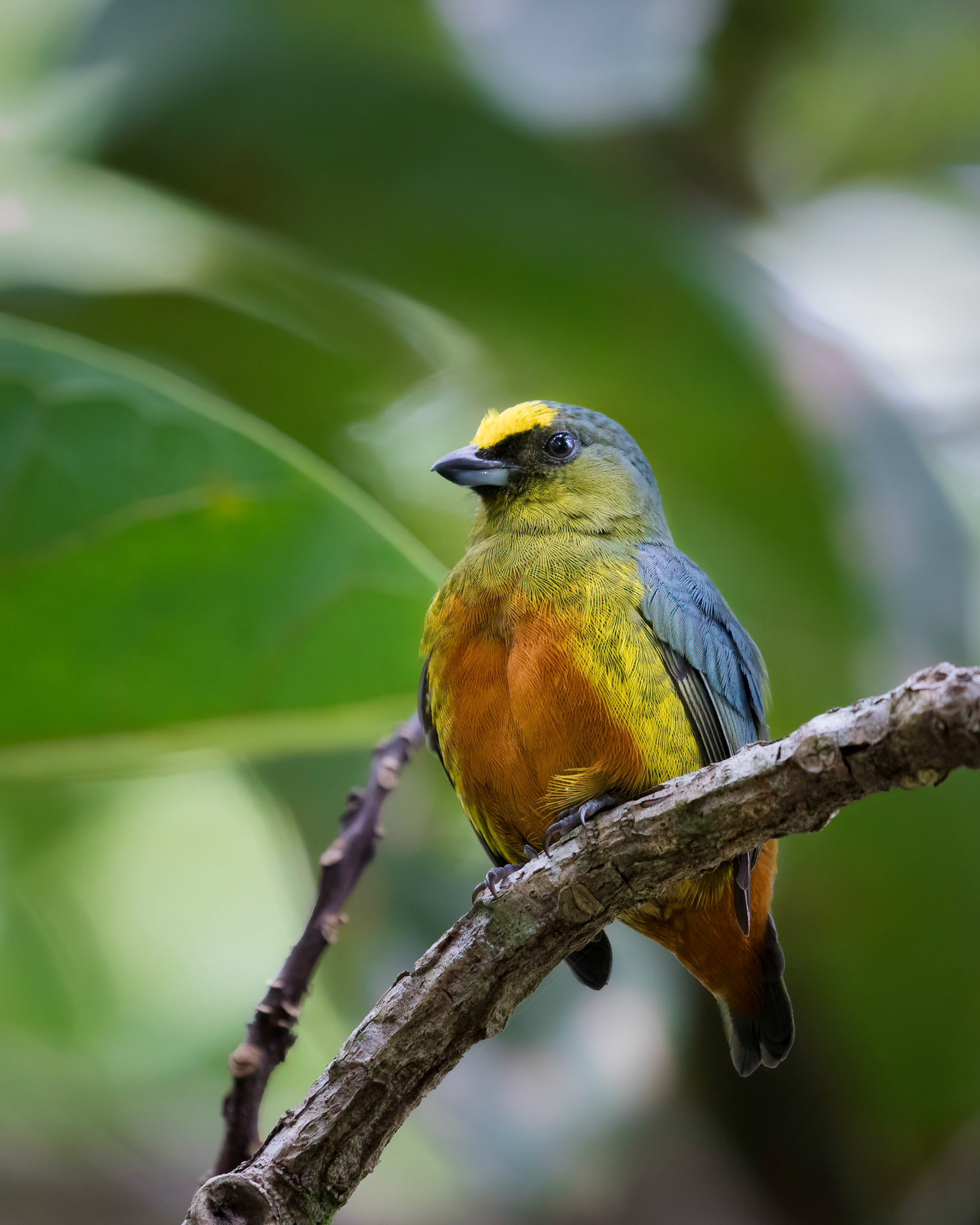 Olive-backed euphonia | © Kenneth Vargas