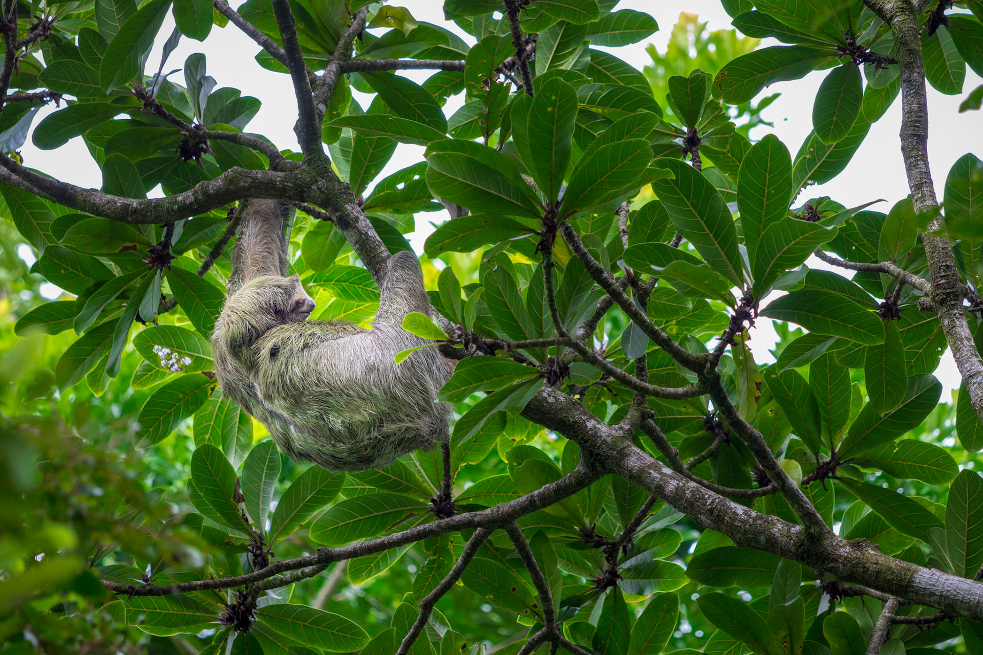 Three-toed sloth | © Kenneth Vargas