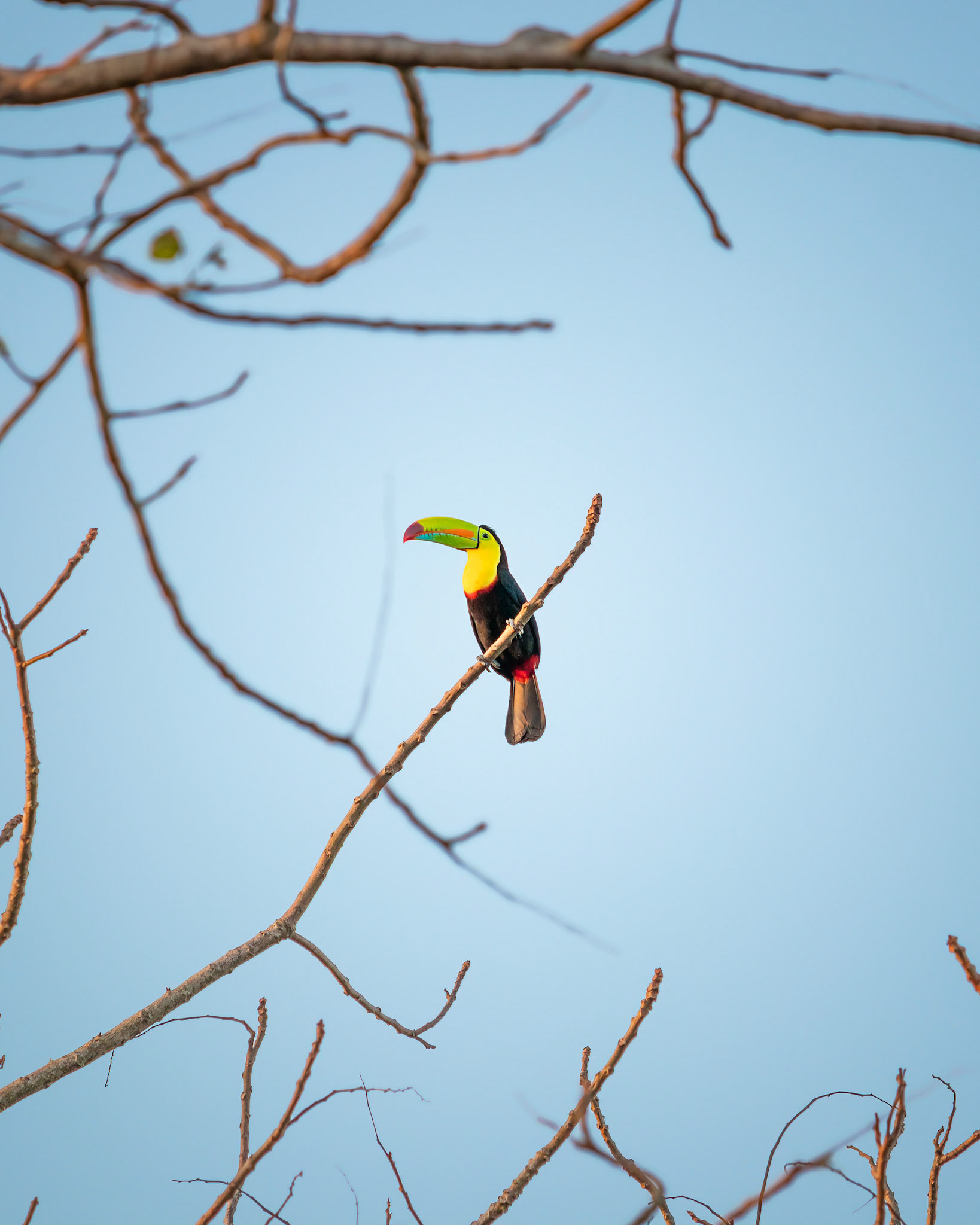 Keel-billed toucan | © Kenneth Vargas