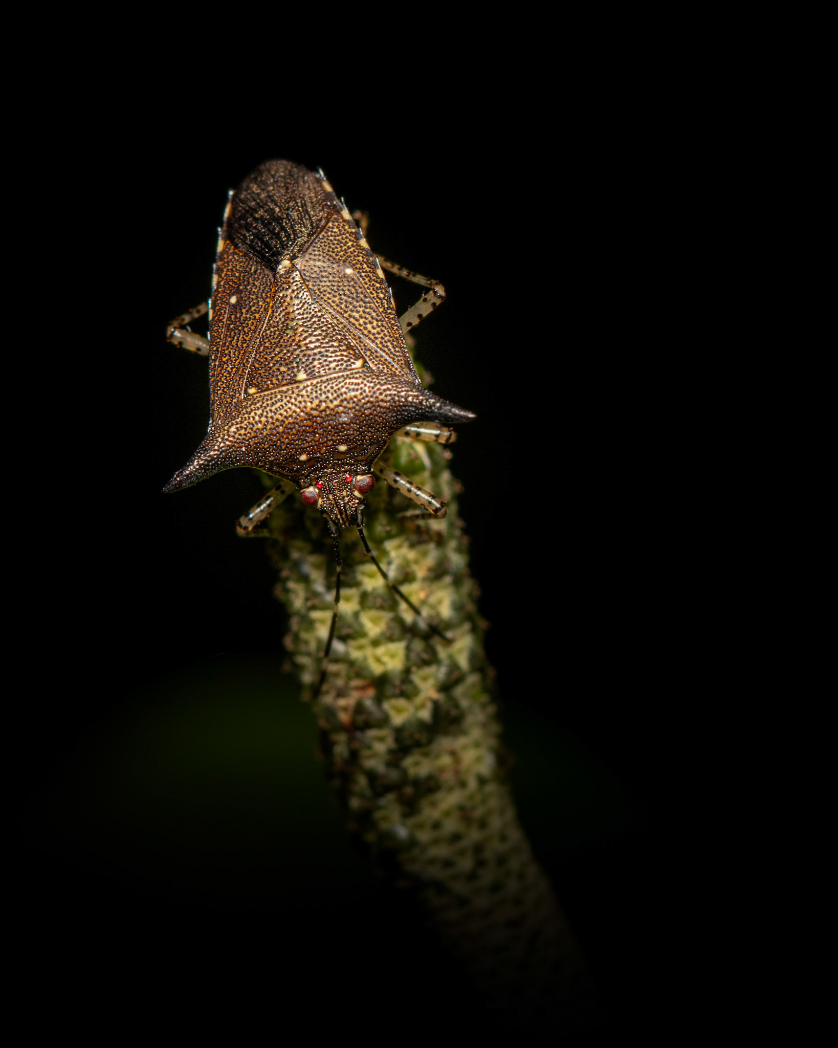 Brown stink | © Kenneth Vargas