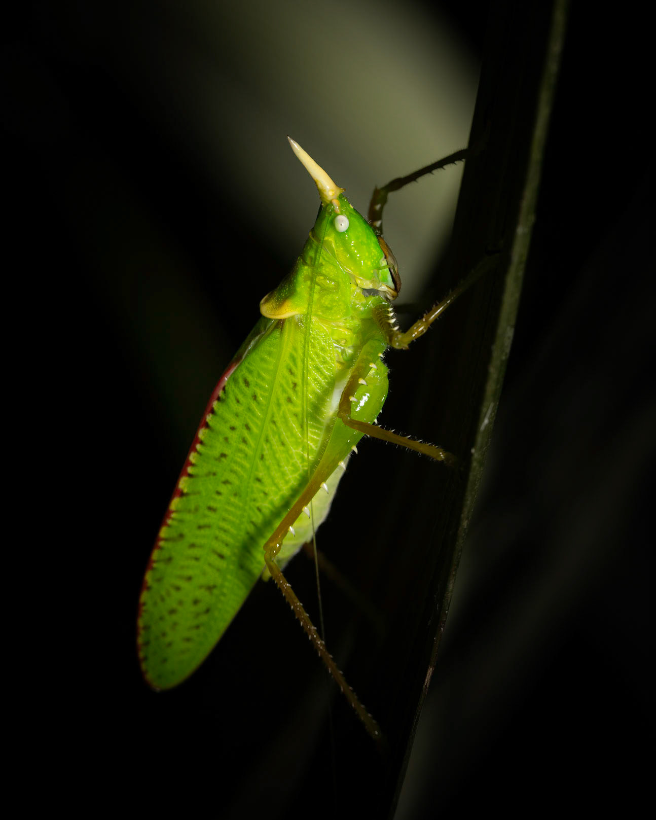 Rhinoceros catydid | © Kenneth Vargas