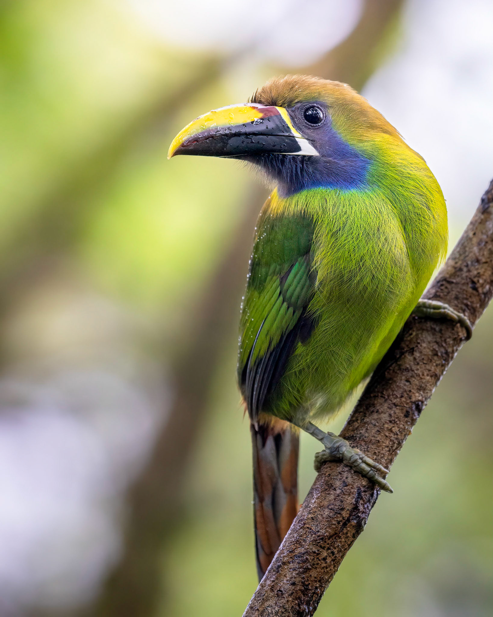 Emerald toucanet | © Kenneth Vargas