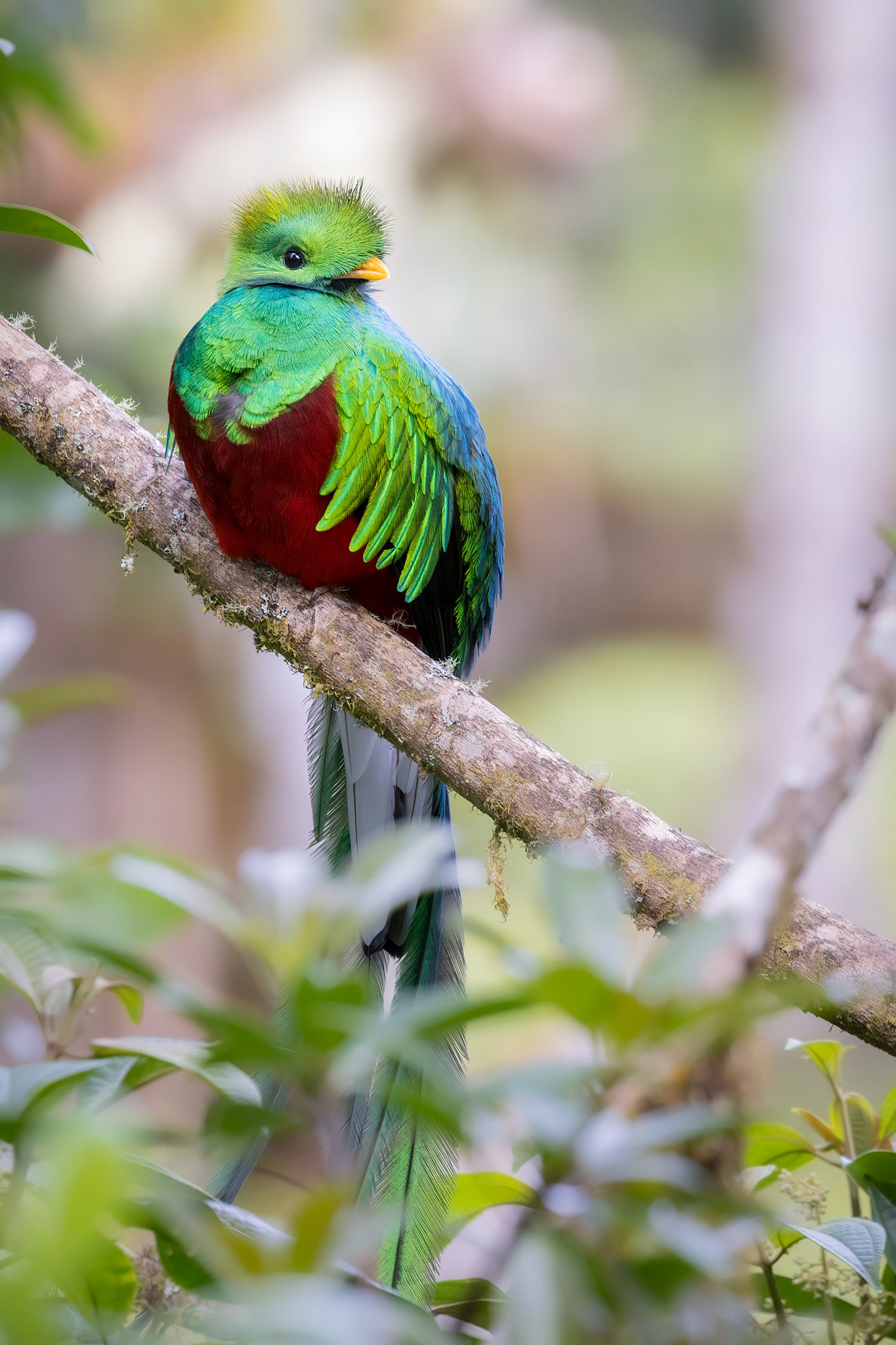 Resplendent quetzal | © Kenneth Vargas