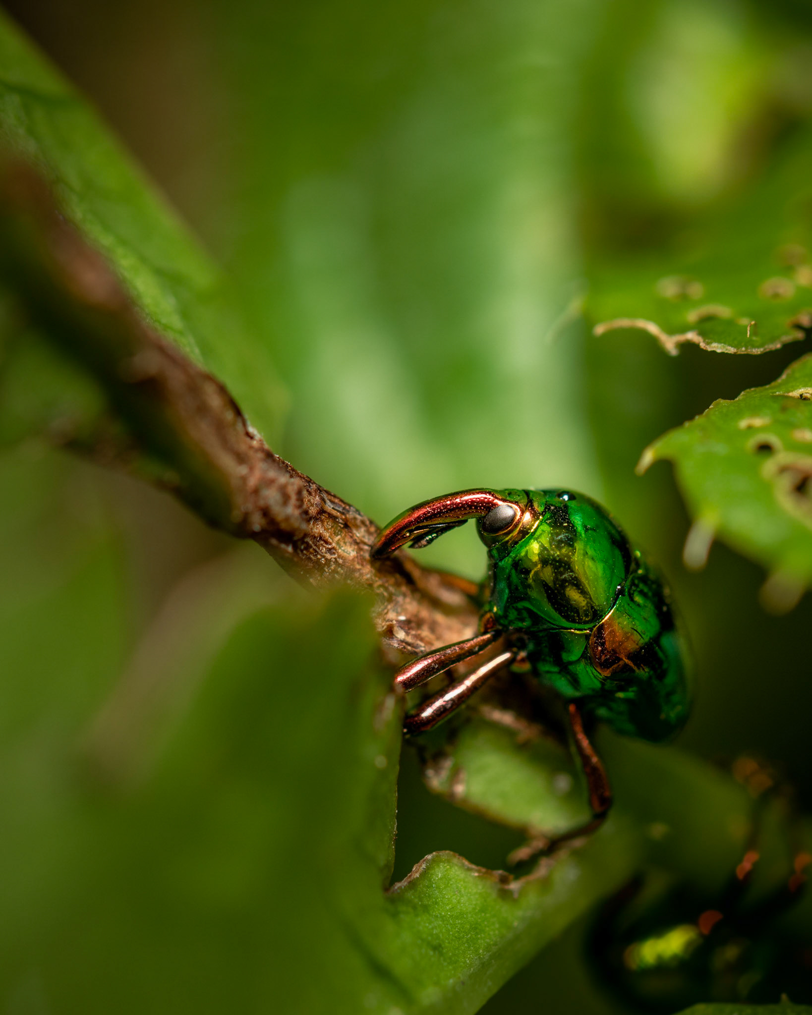Eurhinus magnificus | © Kenneth Vargas