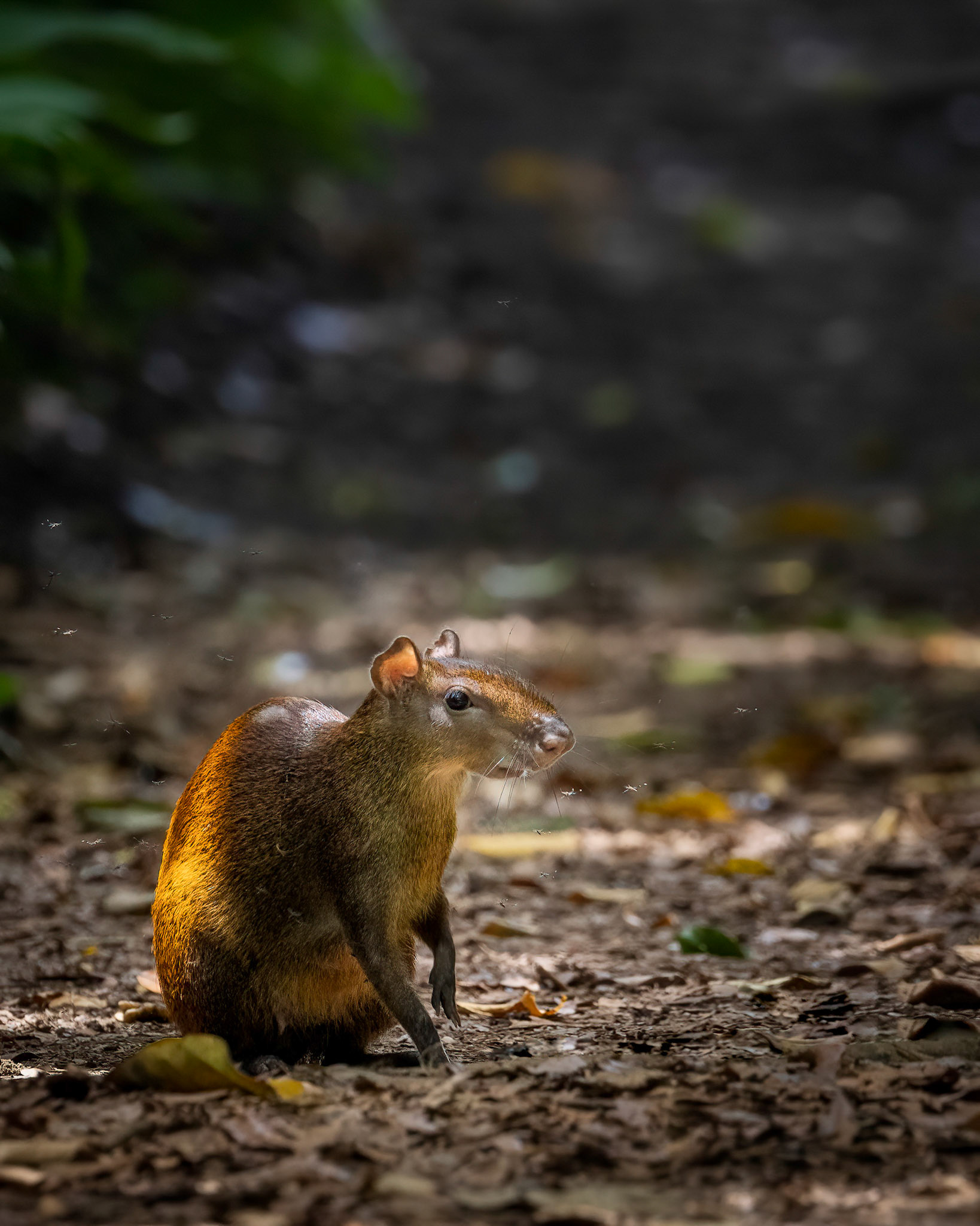 Central american agouti | © Kenneth Vargas