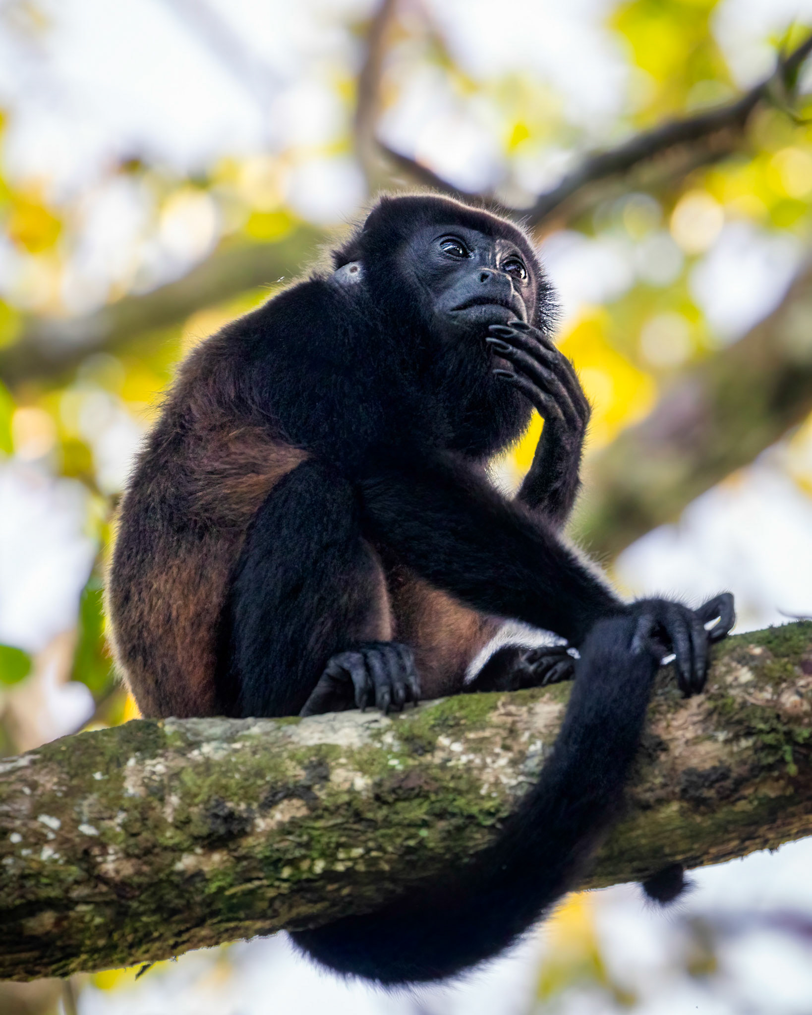 Howler monkey | © Kenneth Vargas
