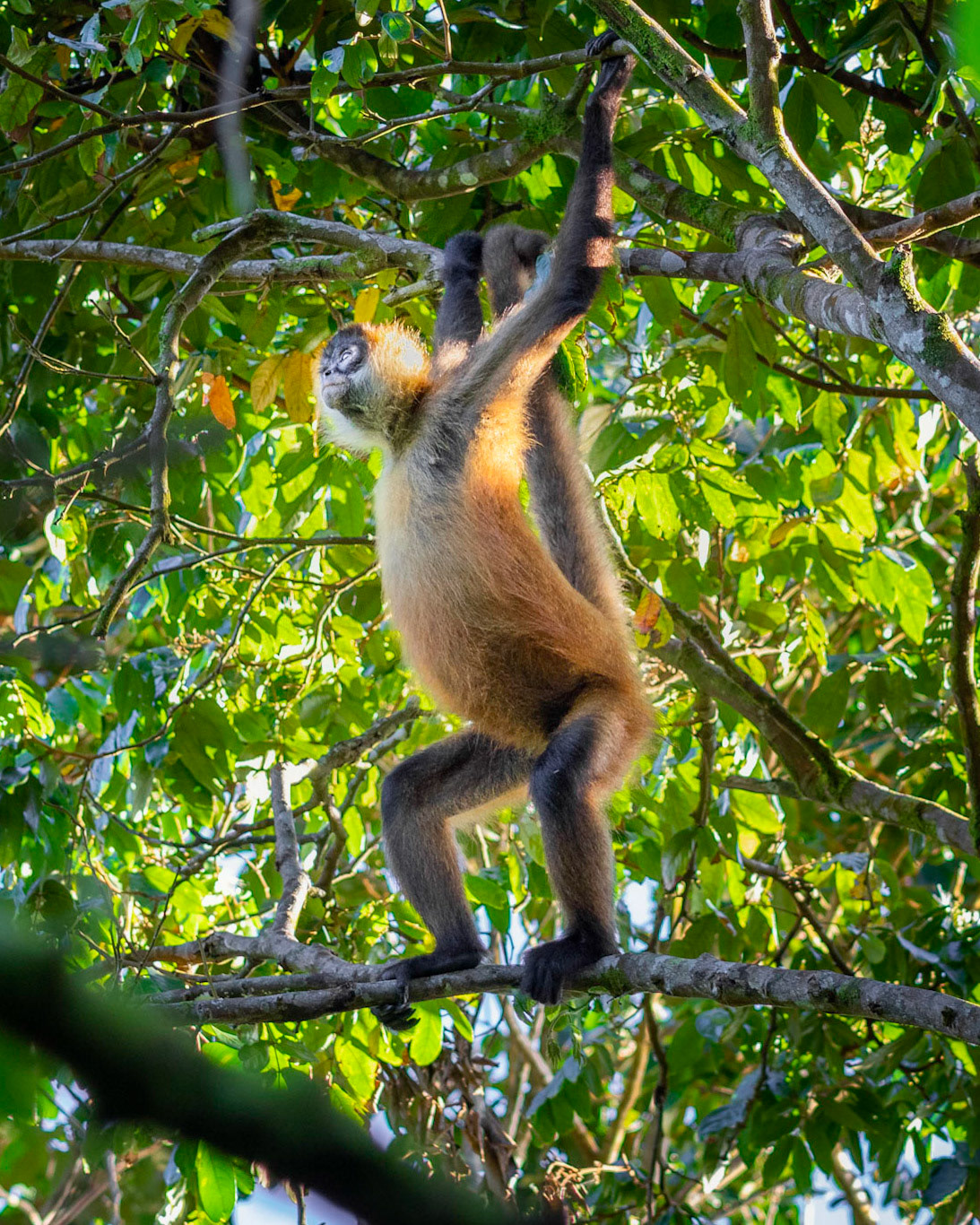 Spider monkey | © Kenneth Vargas