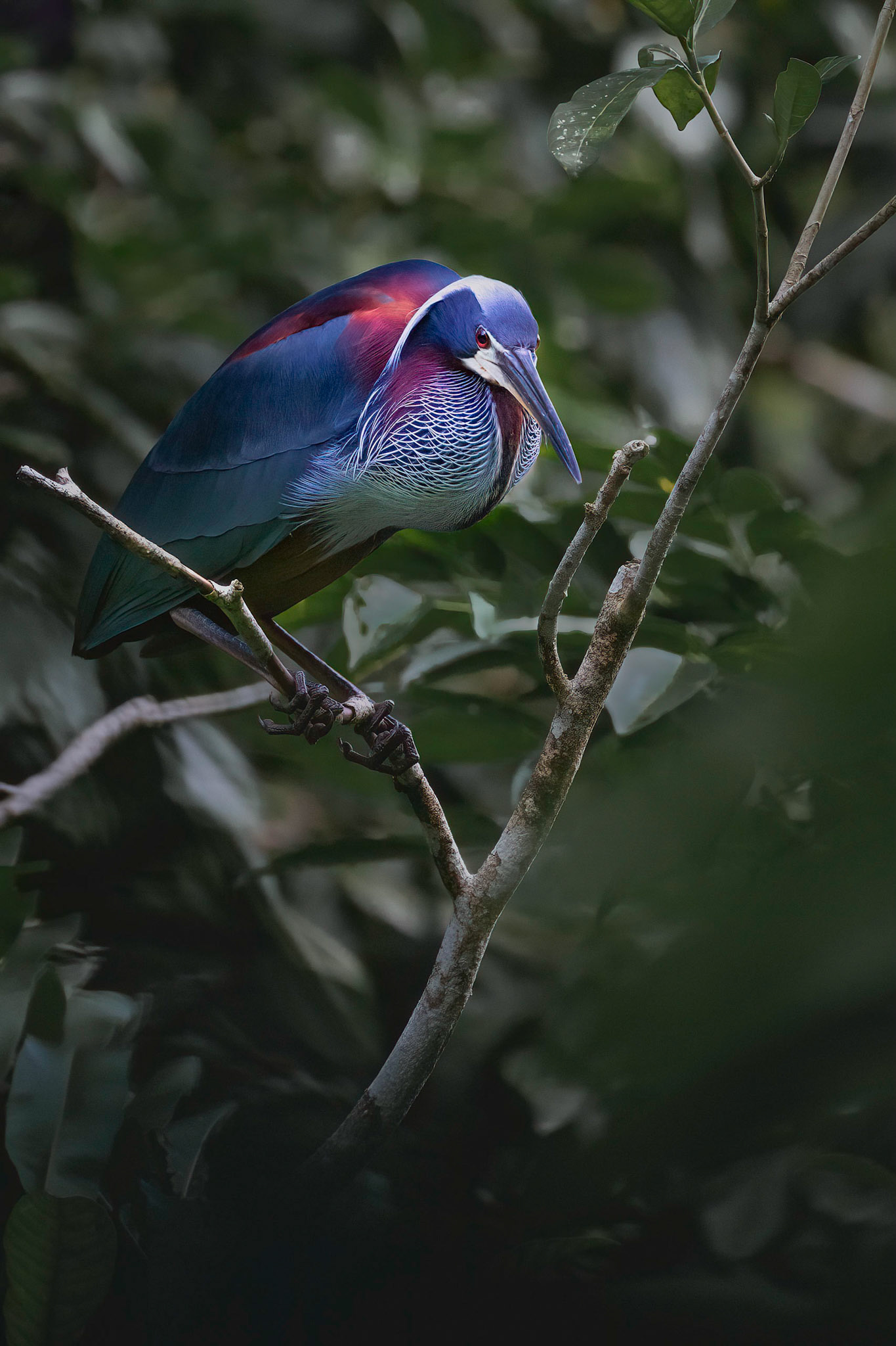 Agami heron | © Kenneth Vargas