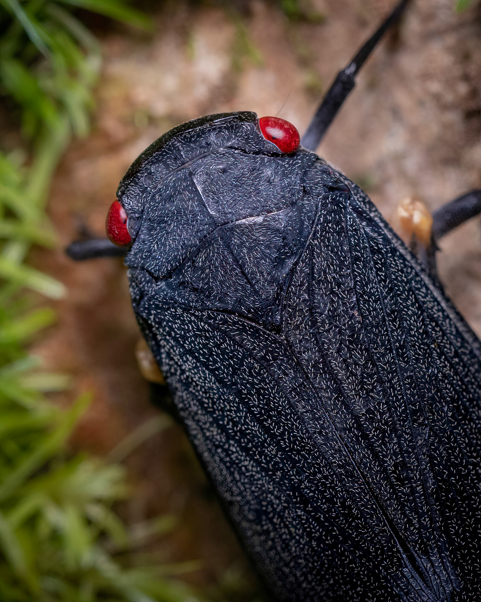 Acraephia perspicillata | © Kenneth Vargas