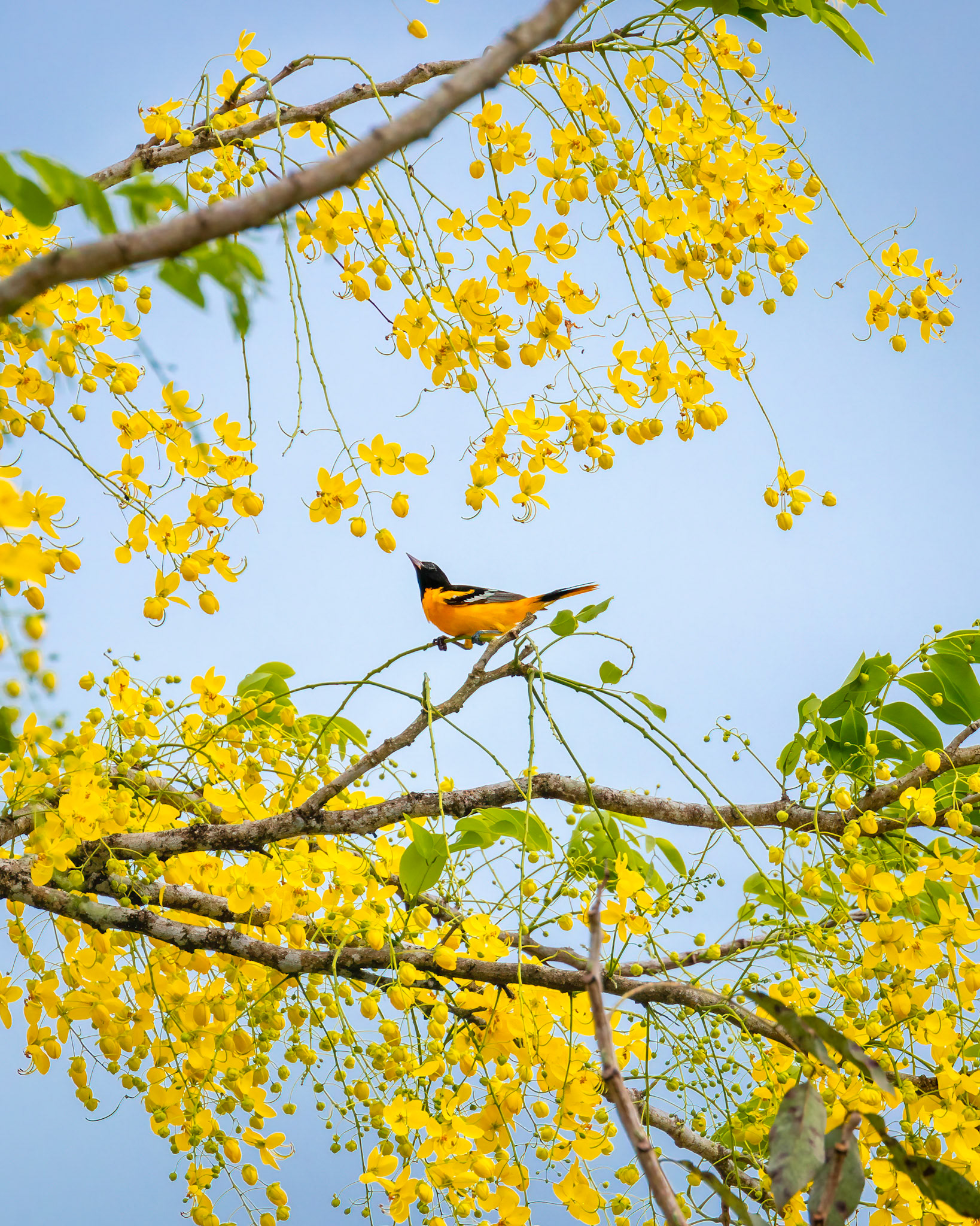 Baltimore oriole | © Kenneth Vargas