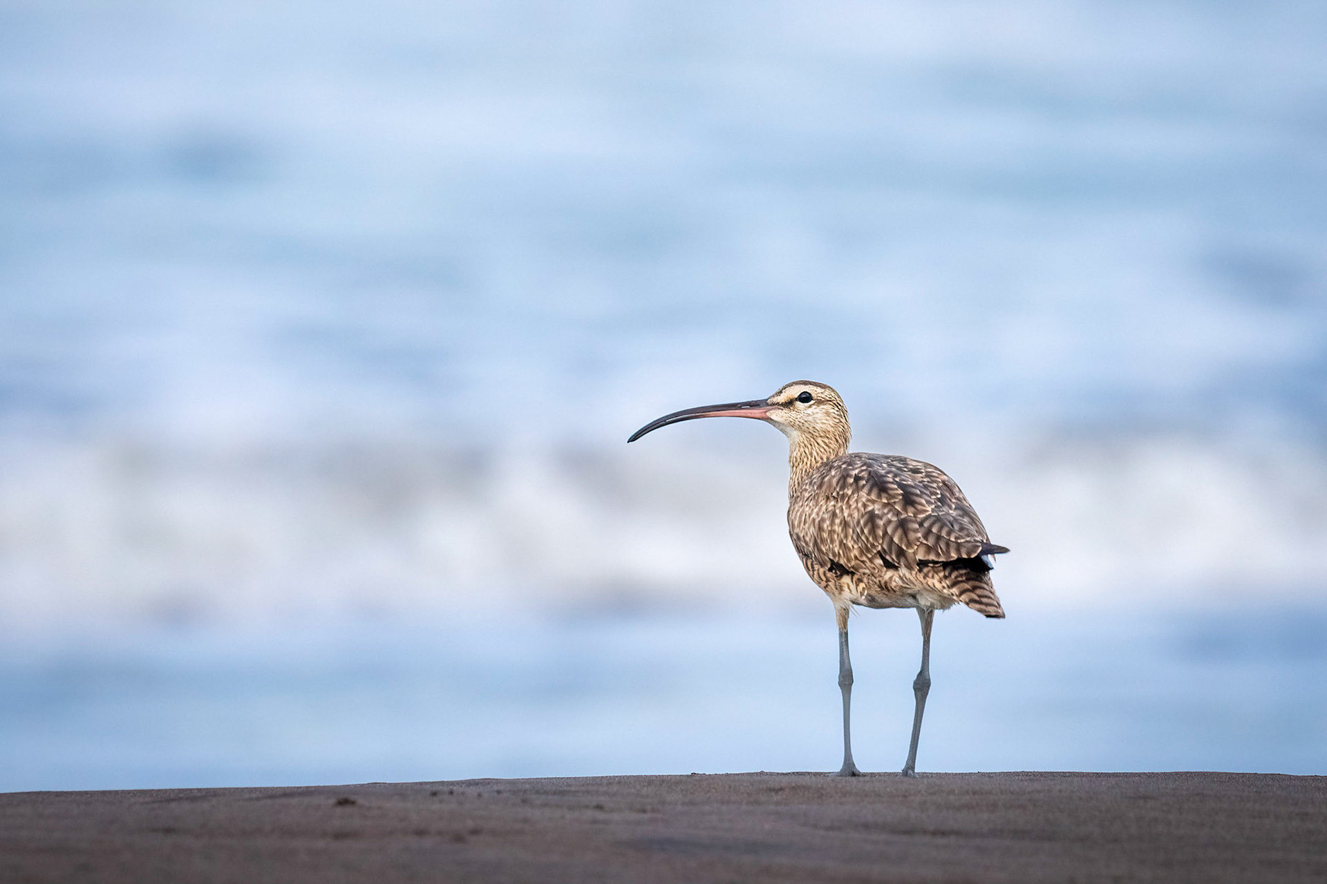 Whimbrel | © Kenneth Vargas