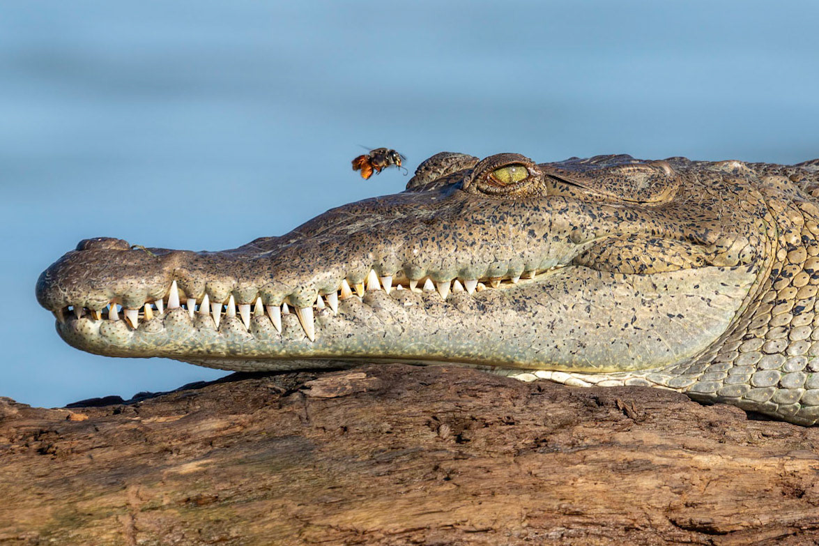 American crocodile | © Kenneth Vargas