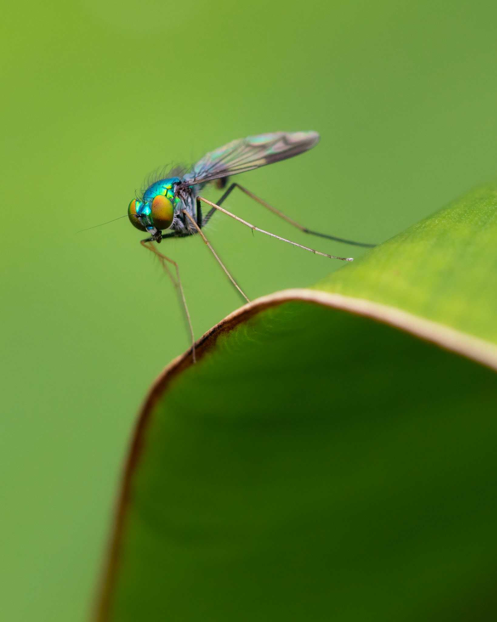 Sciapodinae famyly fly | © Kenneth Vargas
