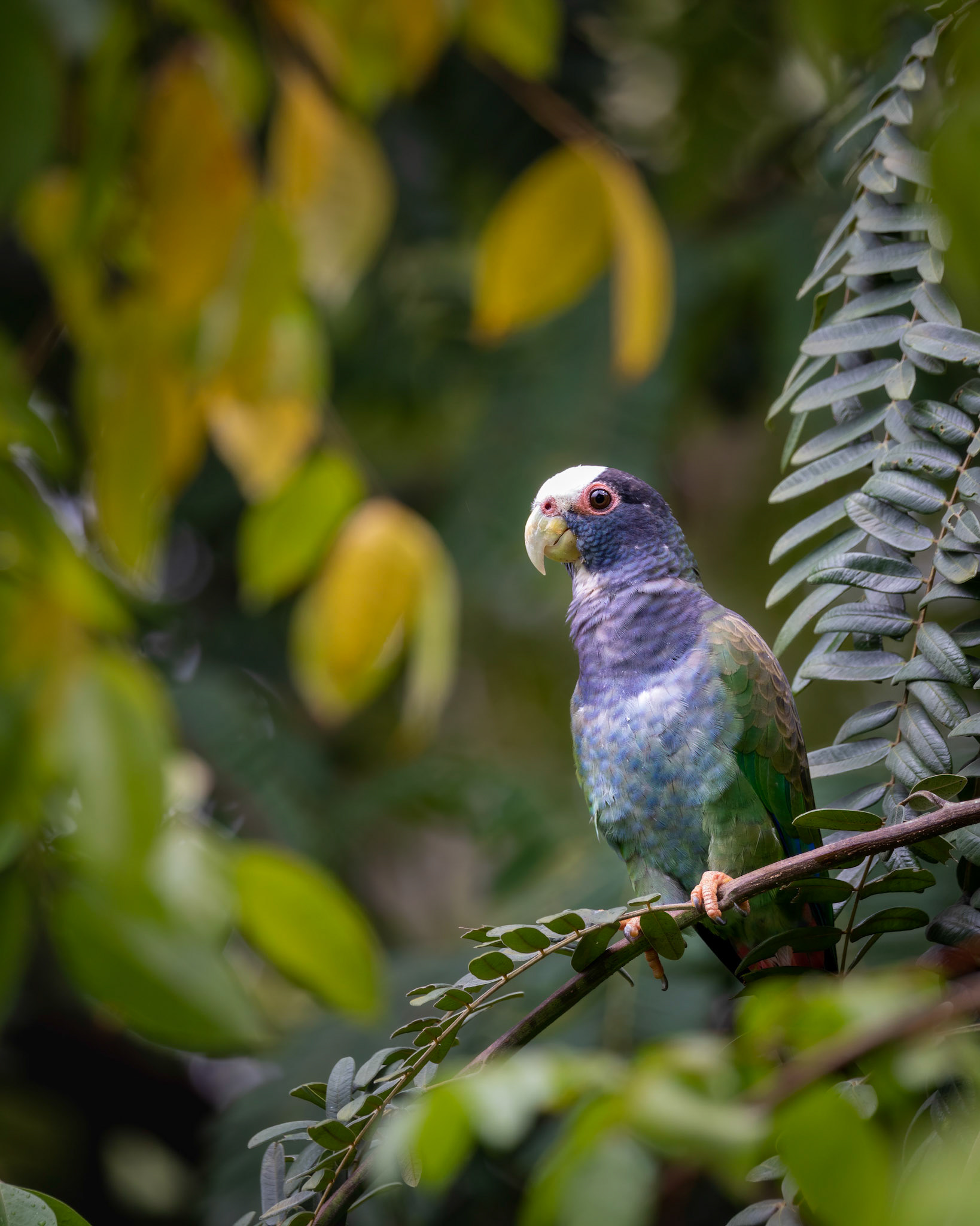 White-crowned parakeet | © Kenneth Vargas