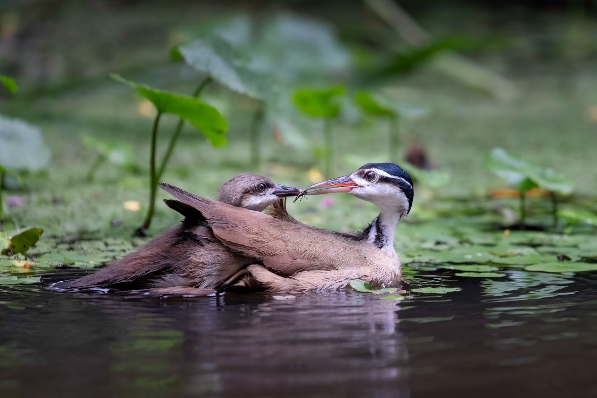 Sungrebe | © Kenneth Vargas