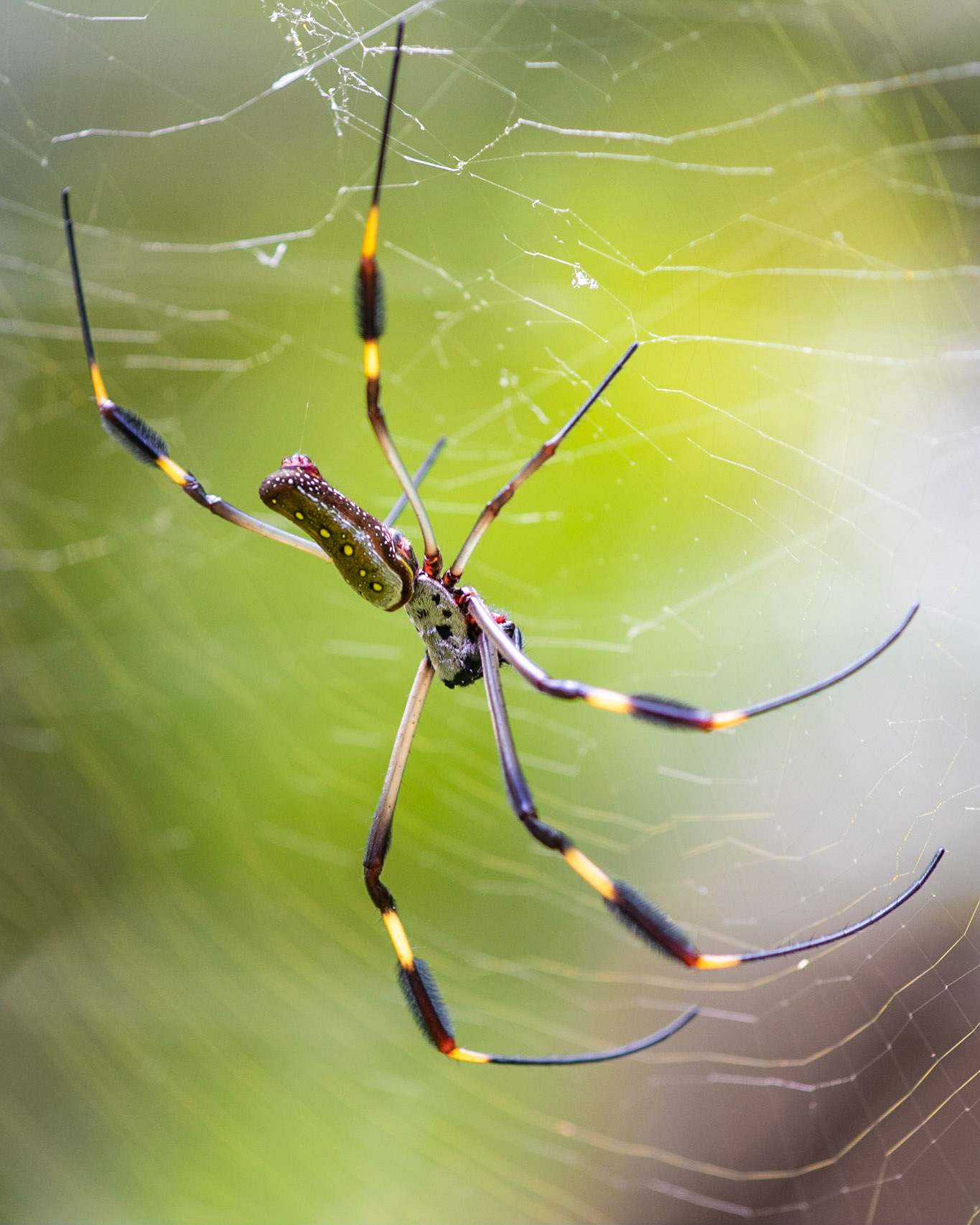 Golden silk orb-weaver | © Kenneth Vargas