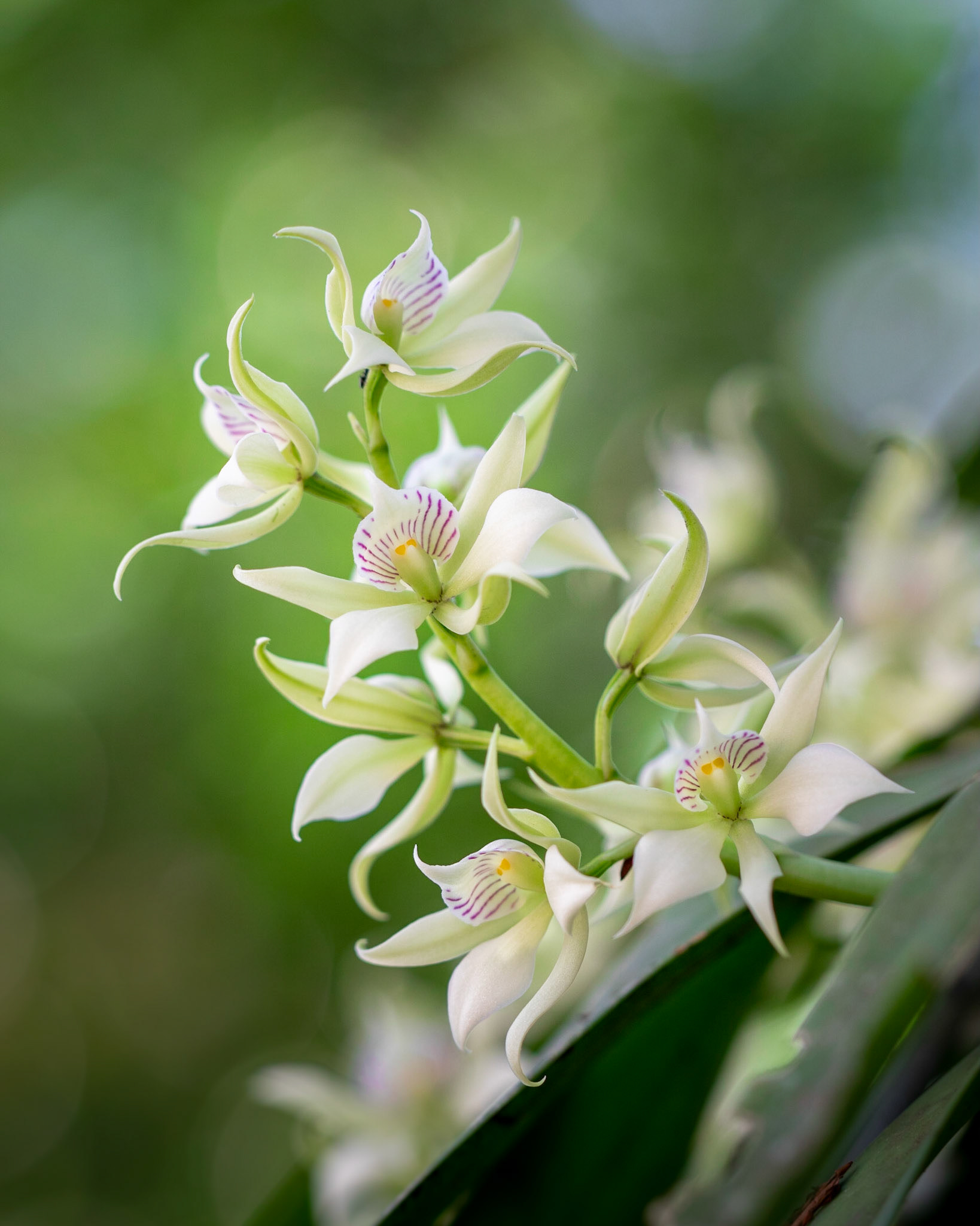 Encicyclia chaocensis | © Kenneth Vargas