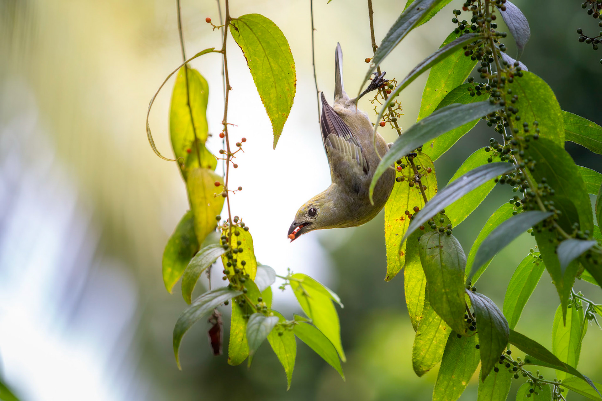 Palm tanager | © Kenneth Vargas