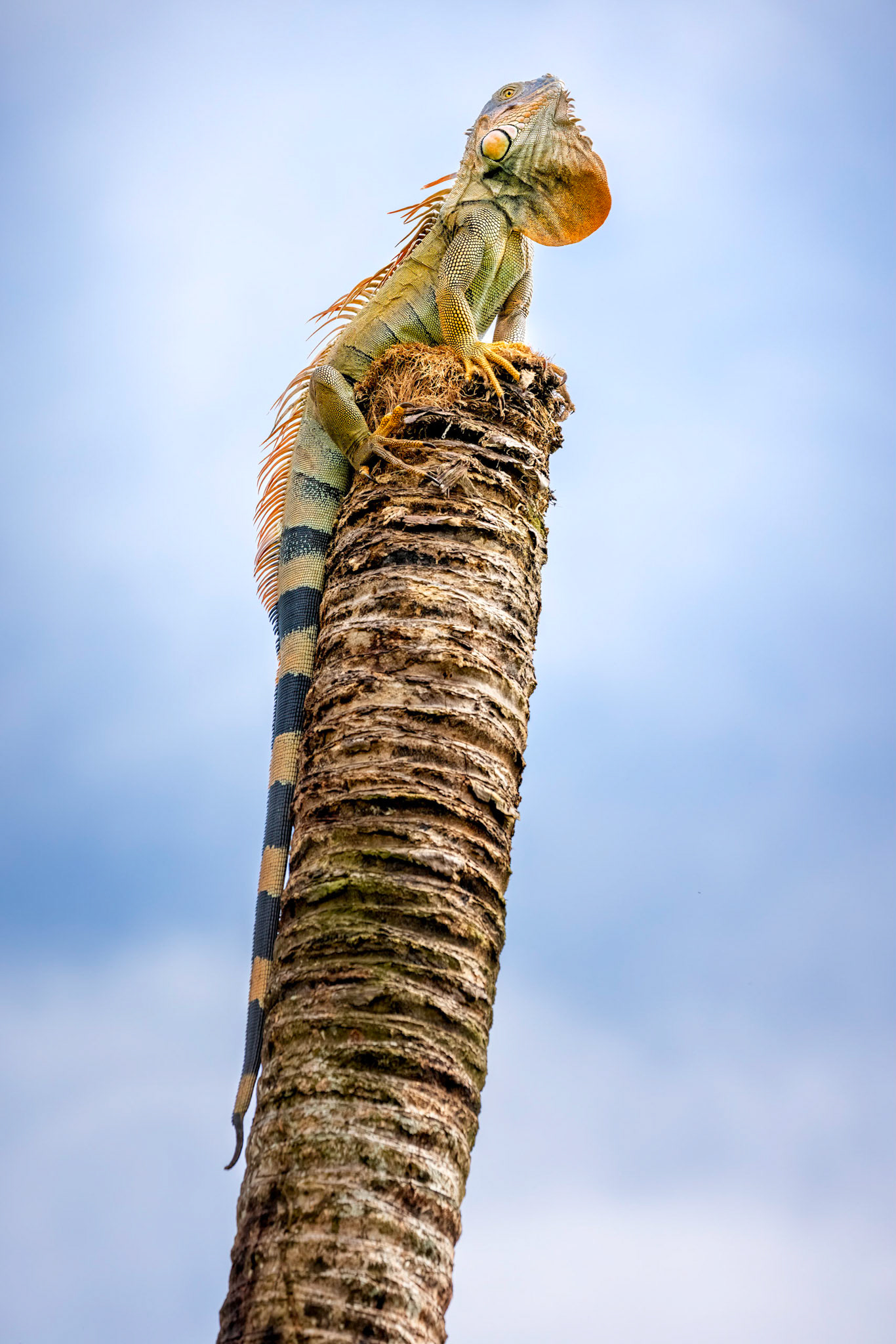 Green iguana | © Kenneth Vargas