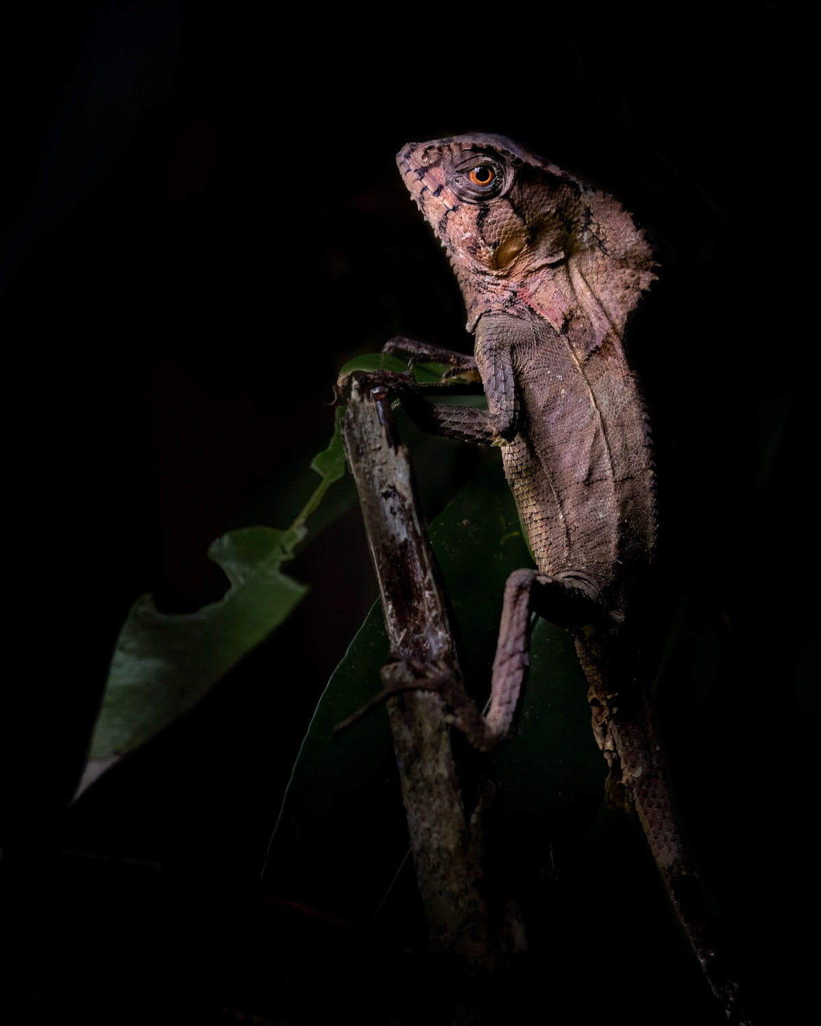 Helmeted iguana | © Kenneth Vargas