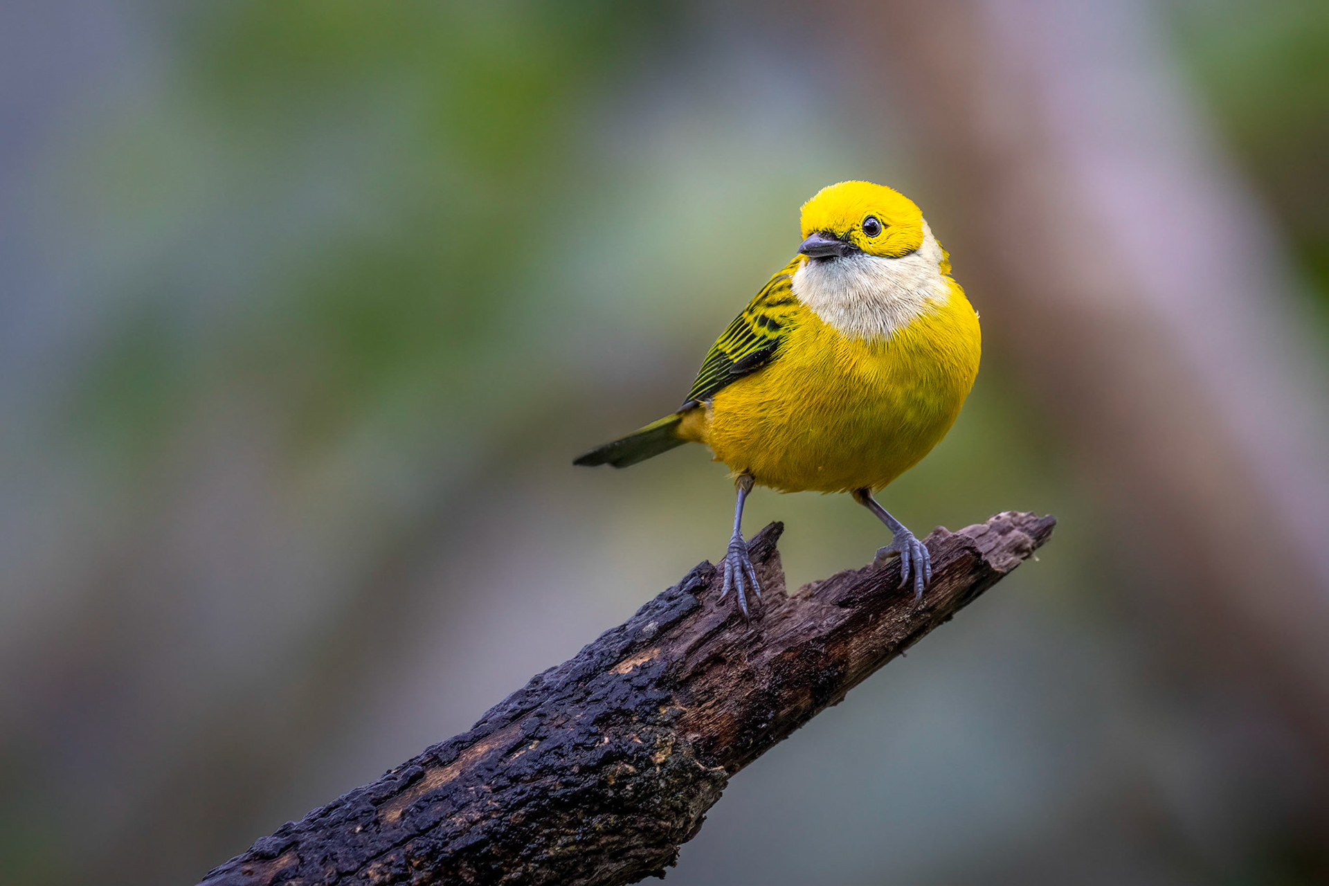 Silver-throated tanager | © Kenneth Vargas
