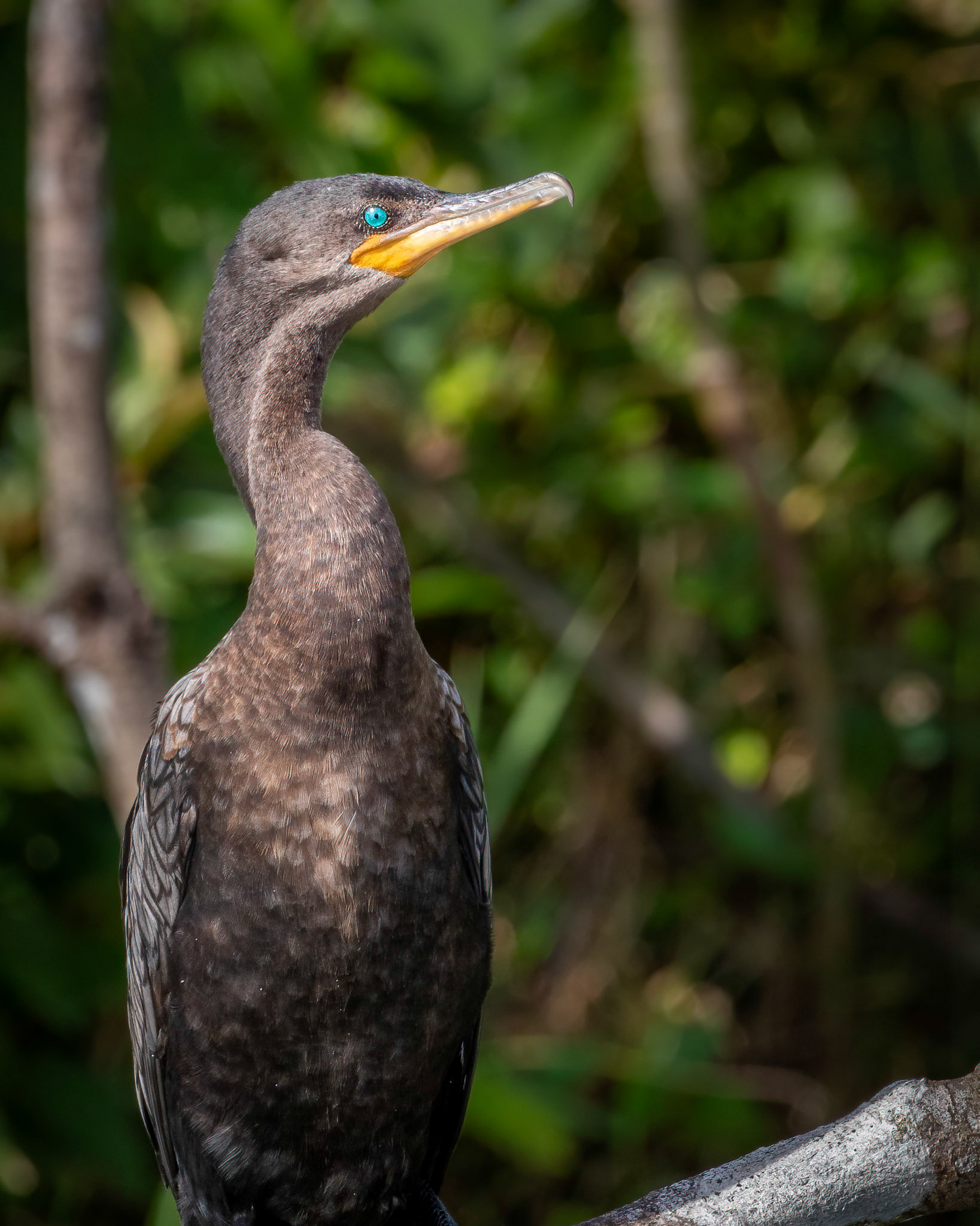 Neotropic cormorant | © Kenneth Vargas