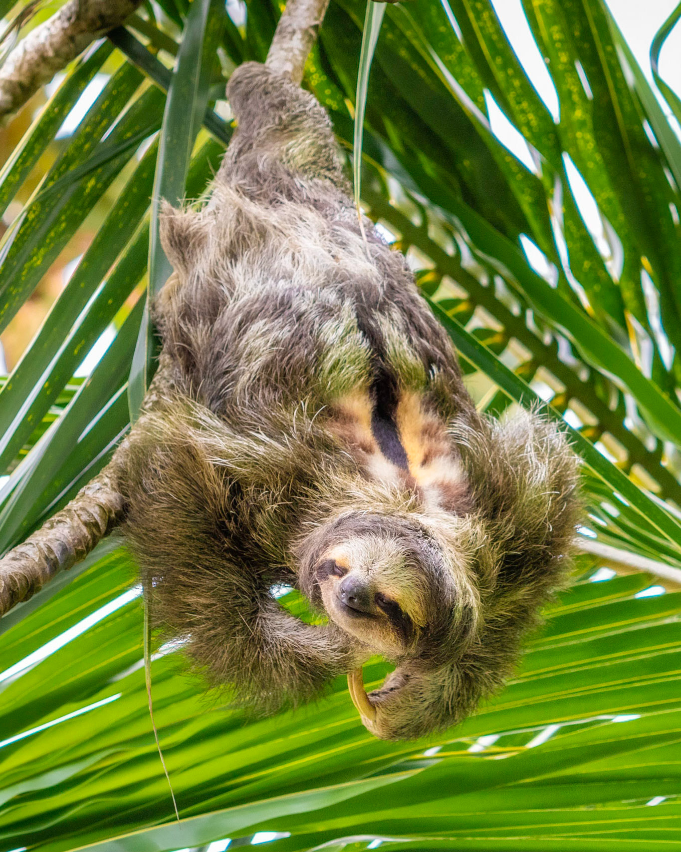 Three-toed sloth | © Kenneth Vargas