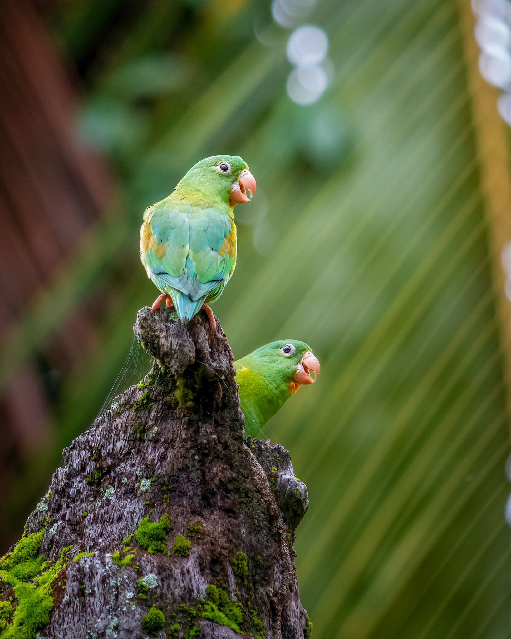 Orange-chined parakeet | © Kenneth Vargas