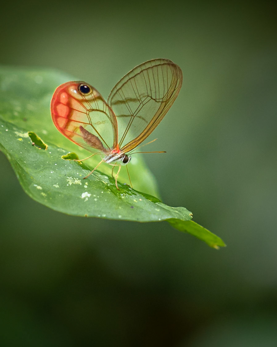 Blushing phantom | © Kenneth Vargas