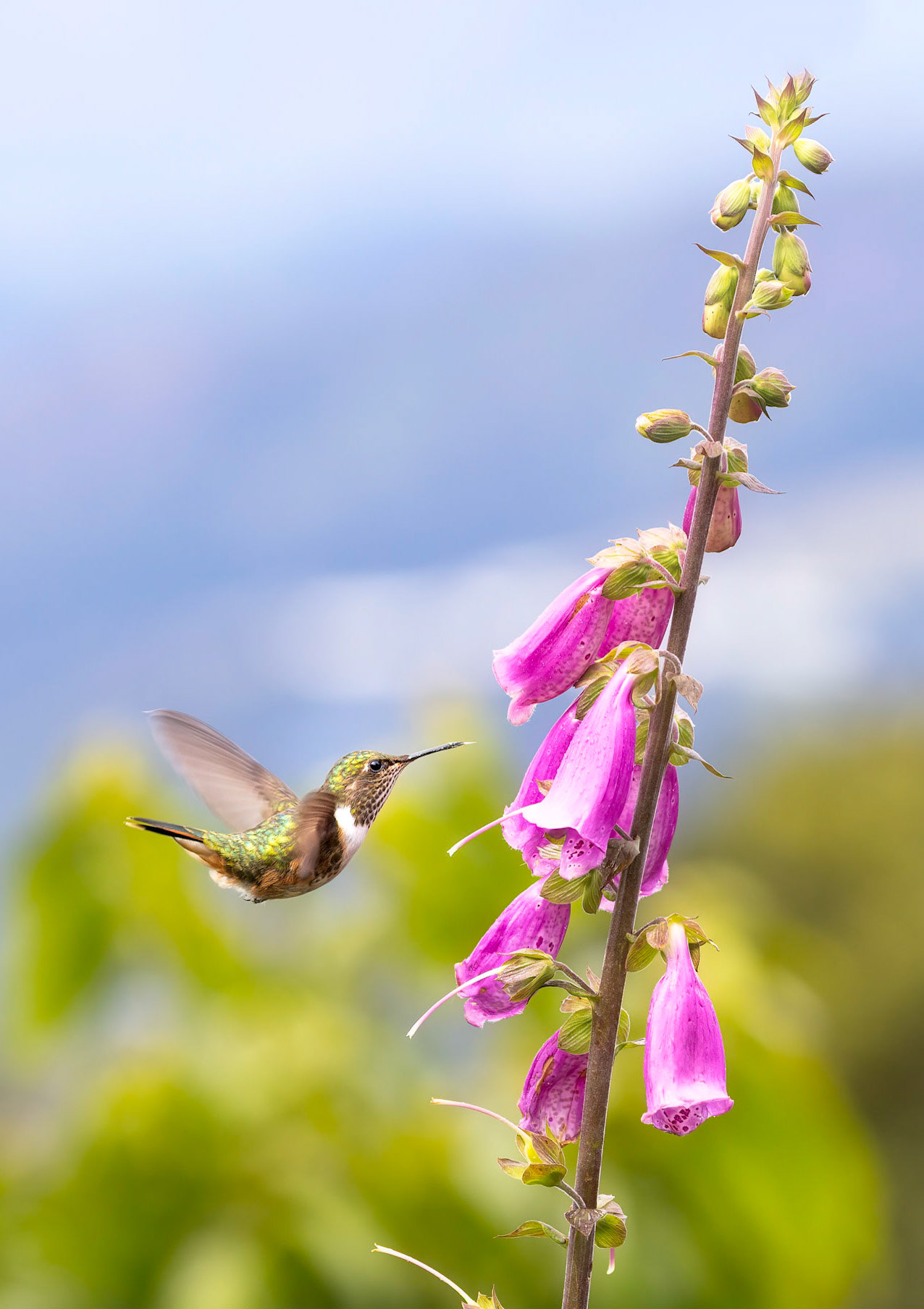 Scintillant hummingbird | © Kenneth Vargas