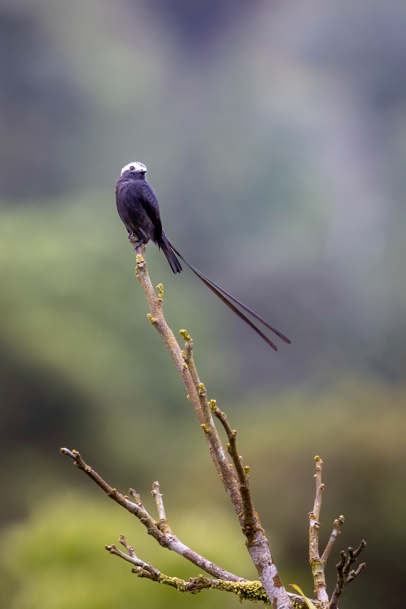 Long-tailed tyrant | © Kenneth Vargas
