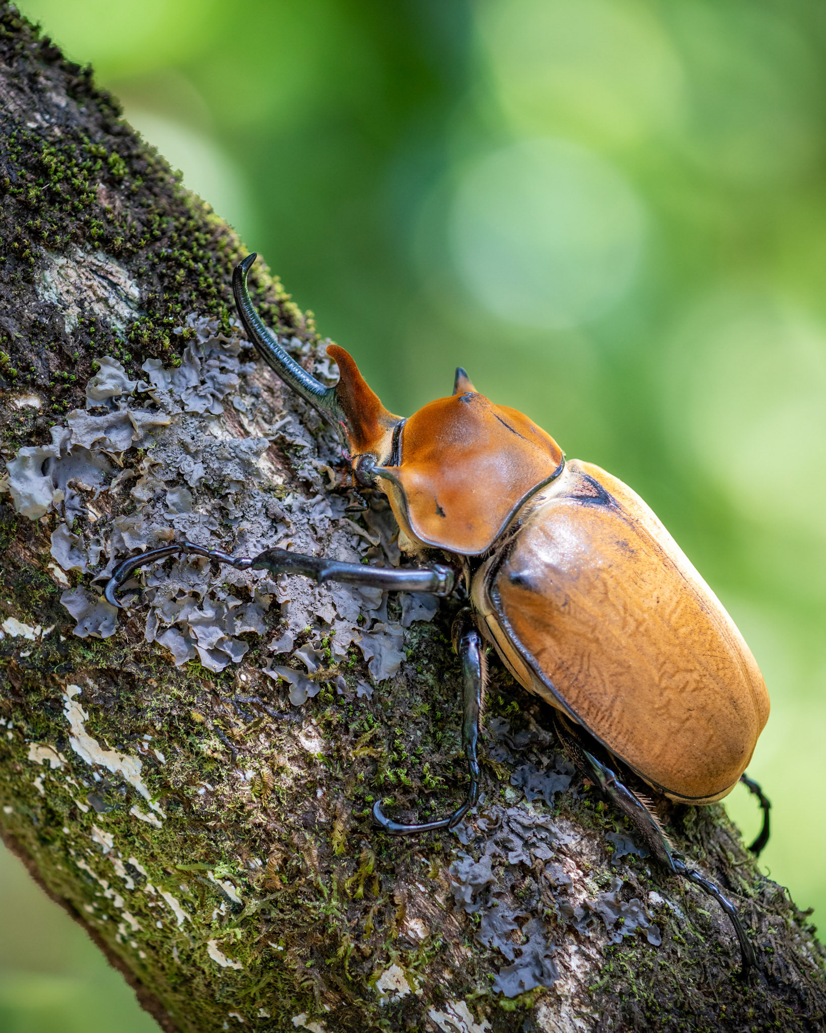 Elephant beetle | © Kenneth Vargas