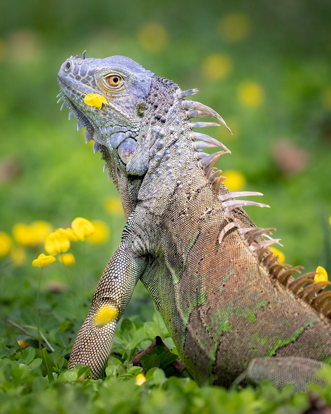 Green iguana | © Kenneth Vargas
