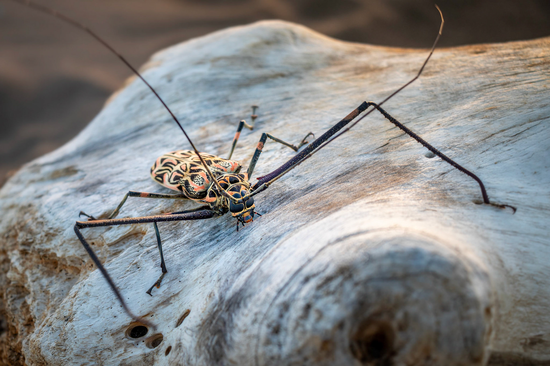 Harlequin beetle | © Kenneth Vargas