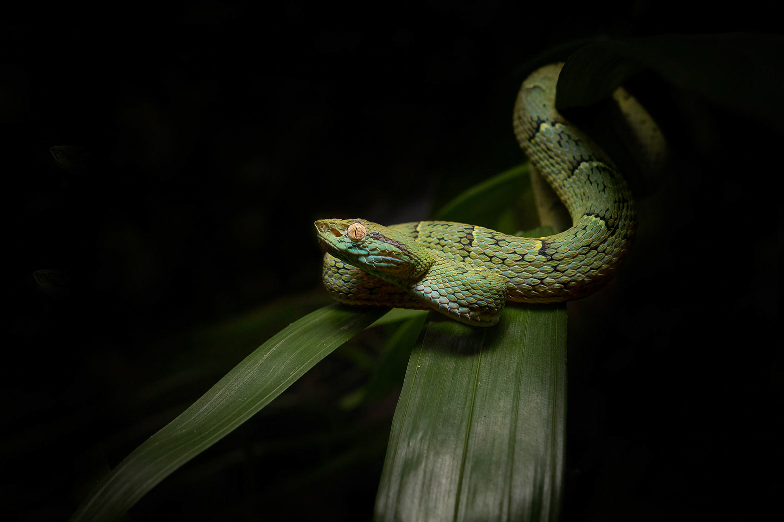 Side-striped palm-pitviper | © Kenneth Vargas